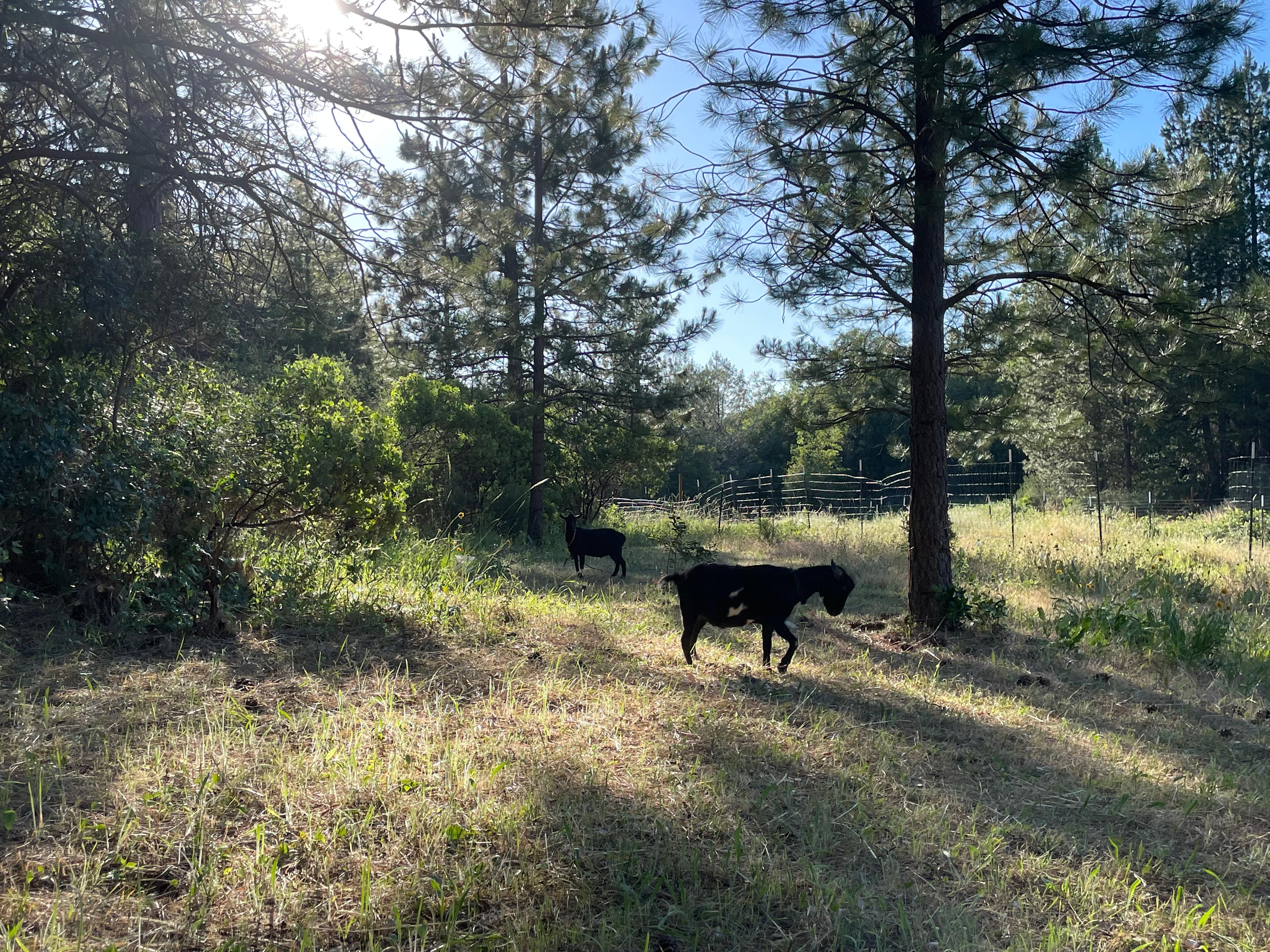 Mighty Farm & Camp
