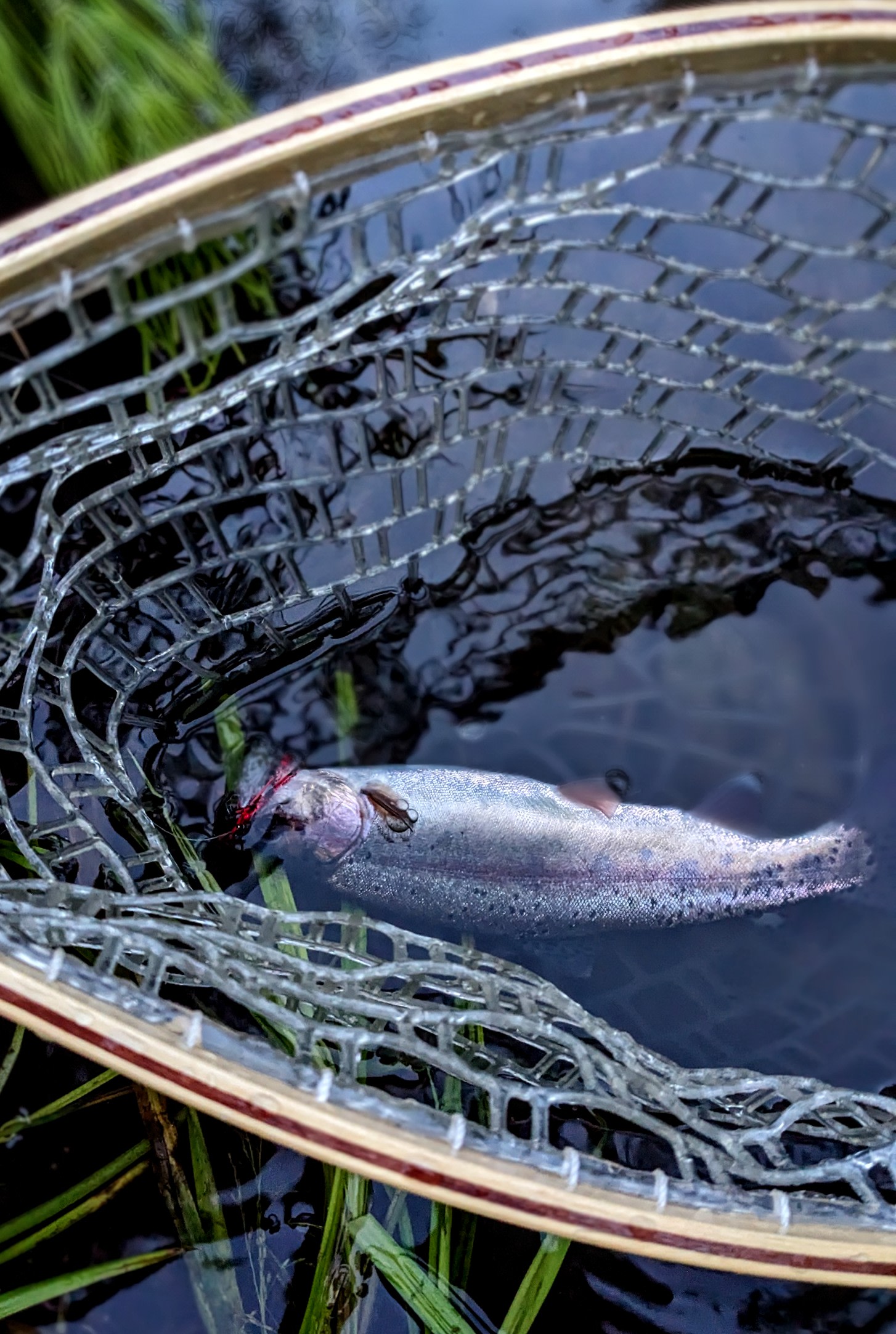 Bring your fly rod or pole and catch fish feet from the tent.