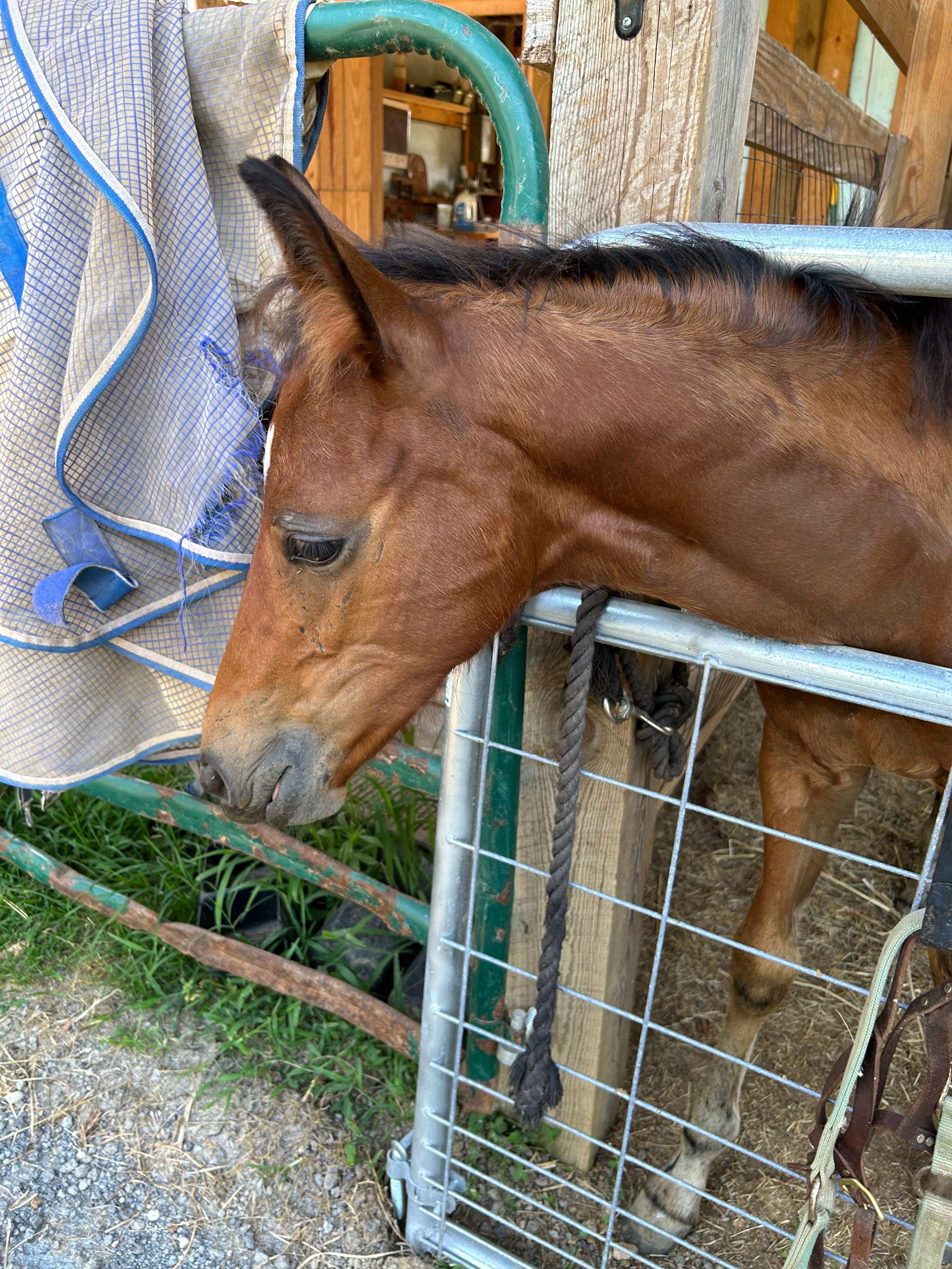 Second Chance Thoroughbreds