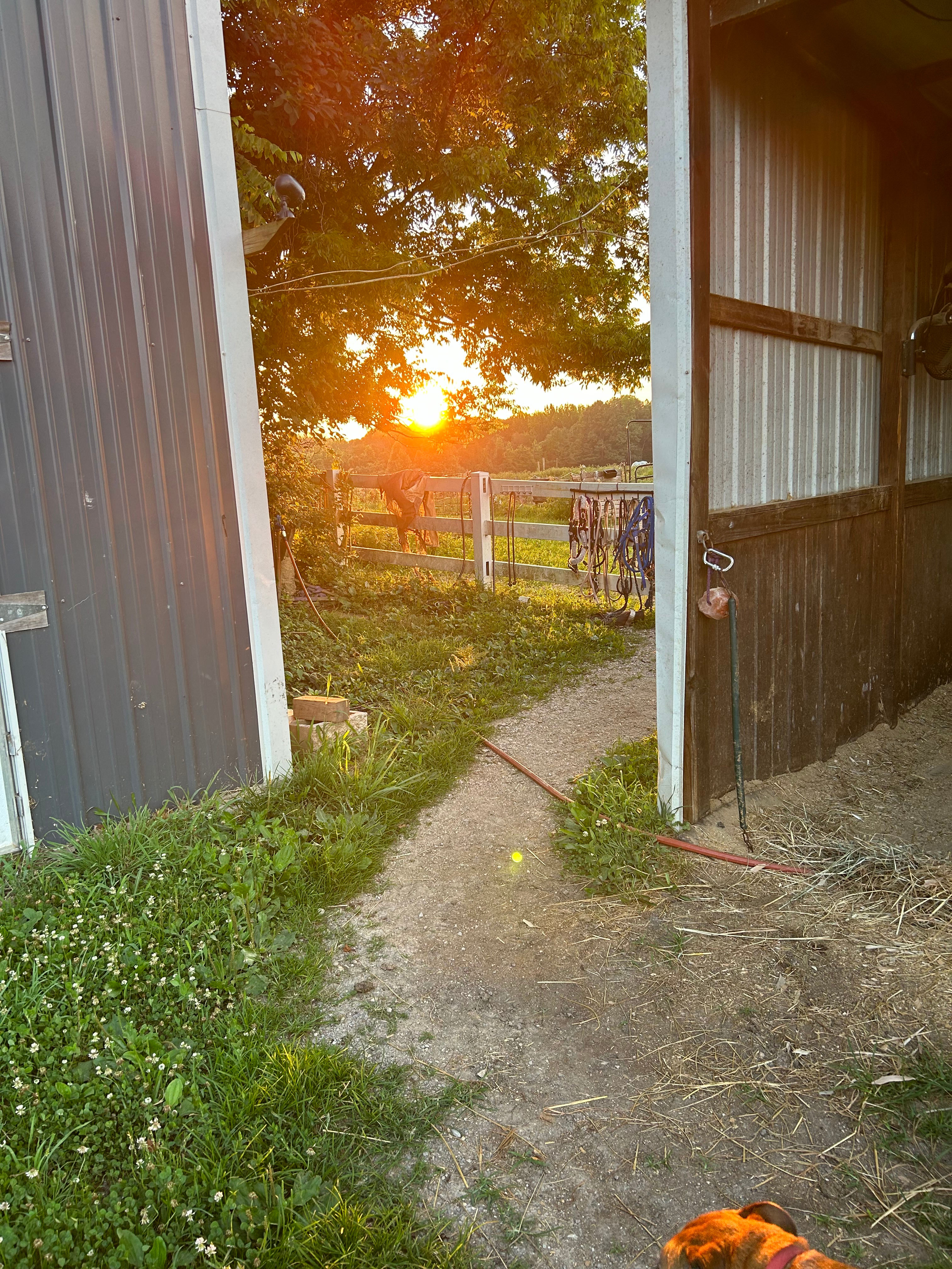 Second Chance Thoroughbreds