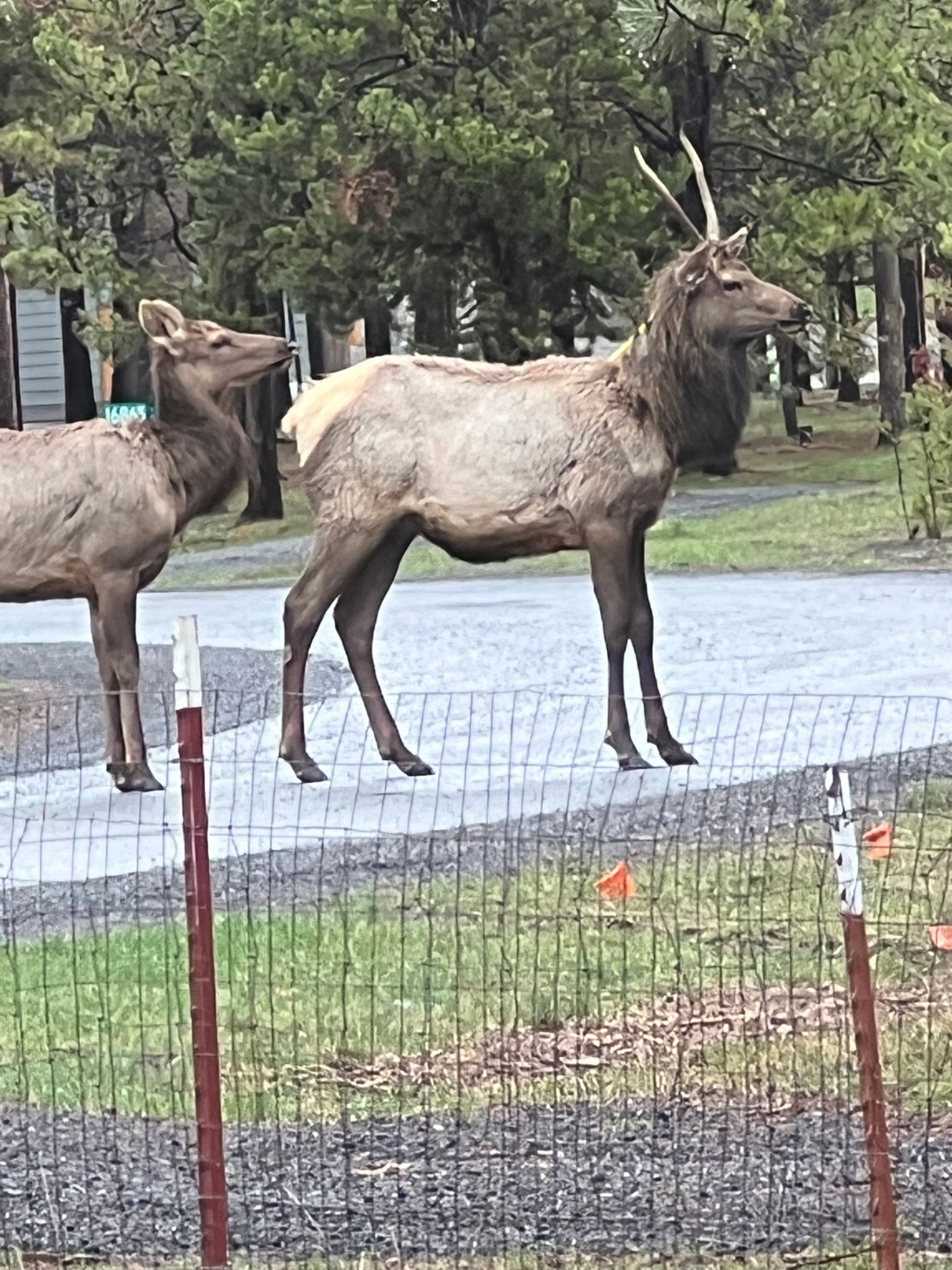 ELK VISIT