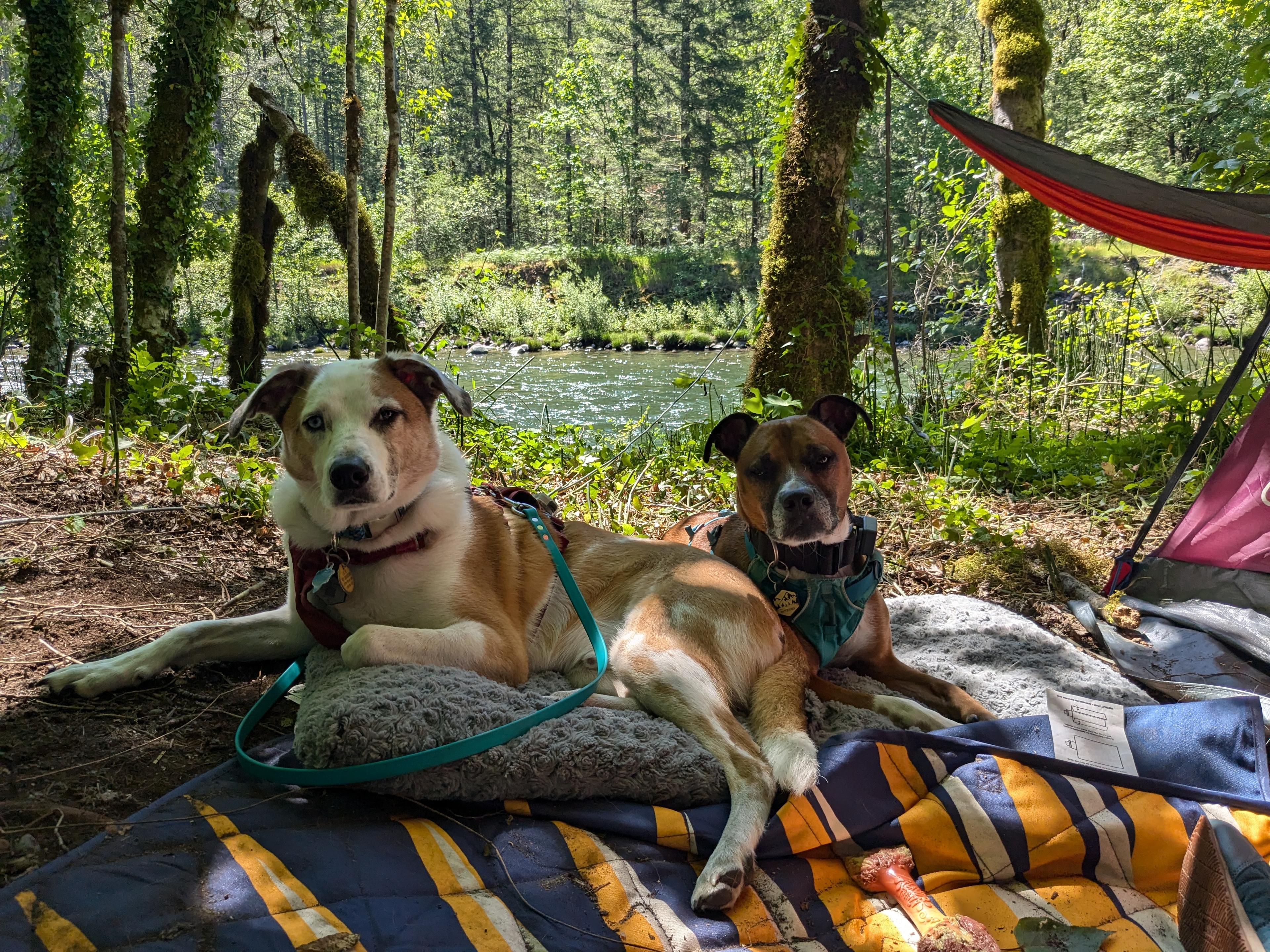 Mt. Hood Enchanted Forest