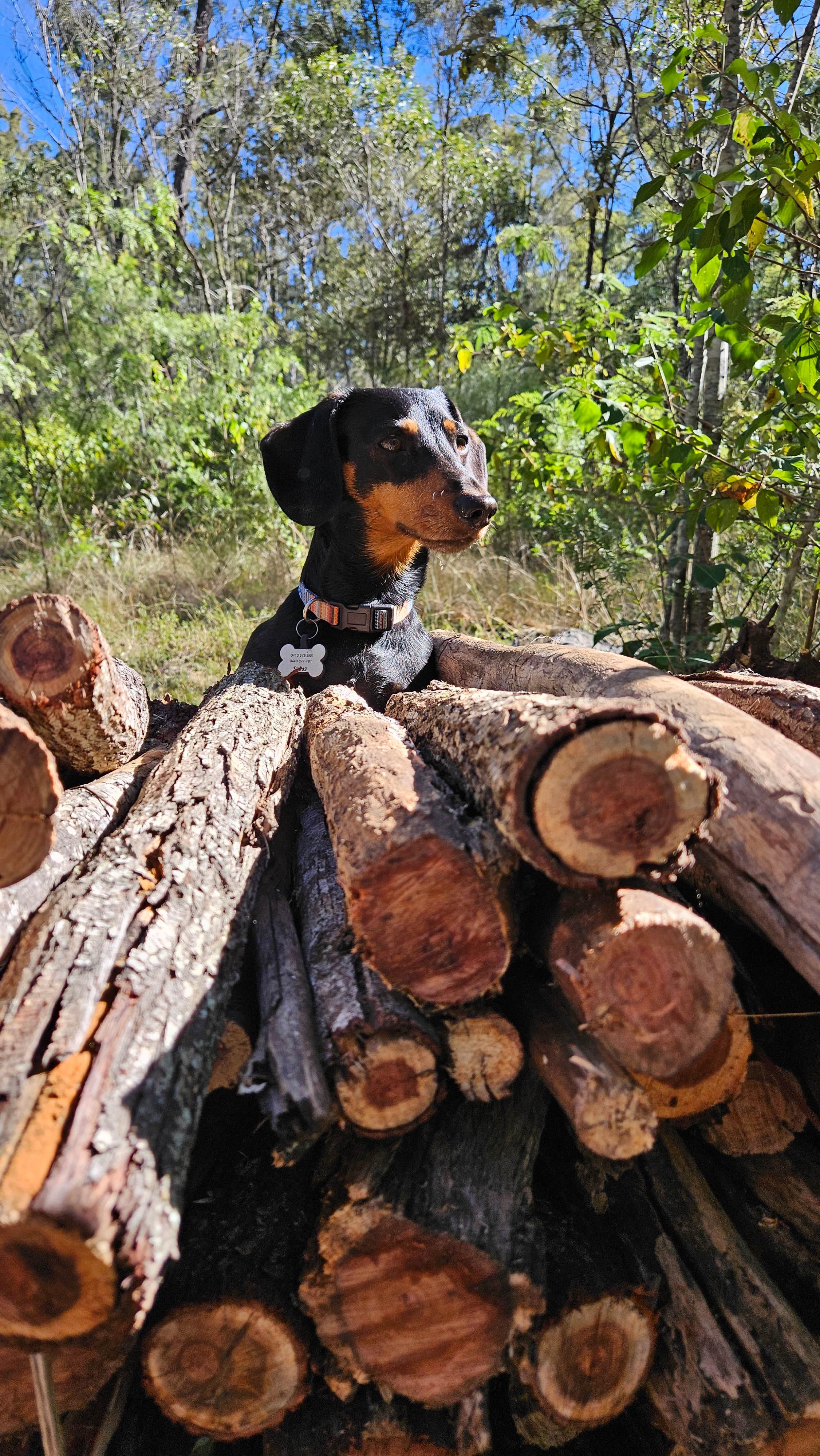 So much wood provided!