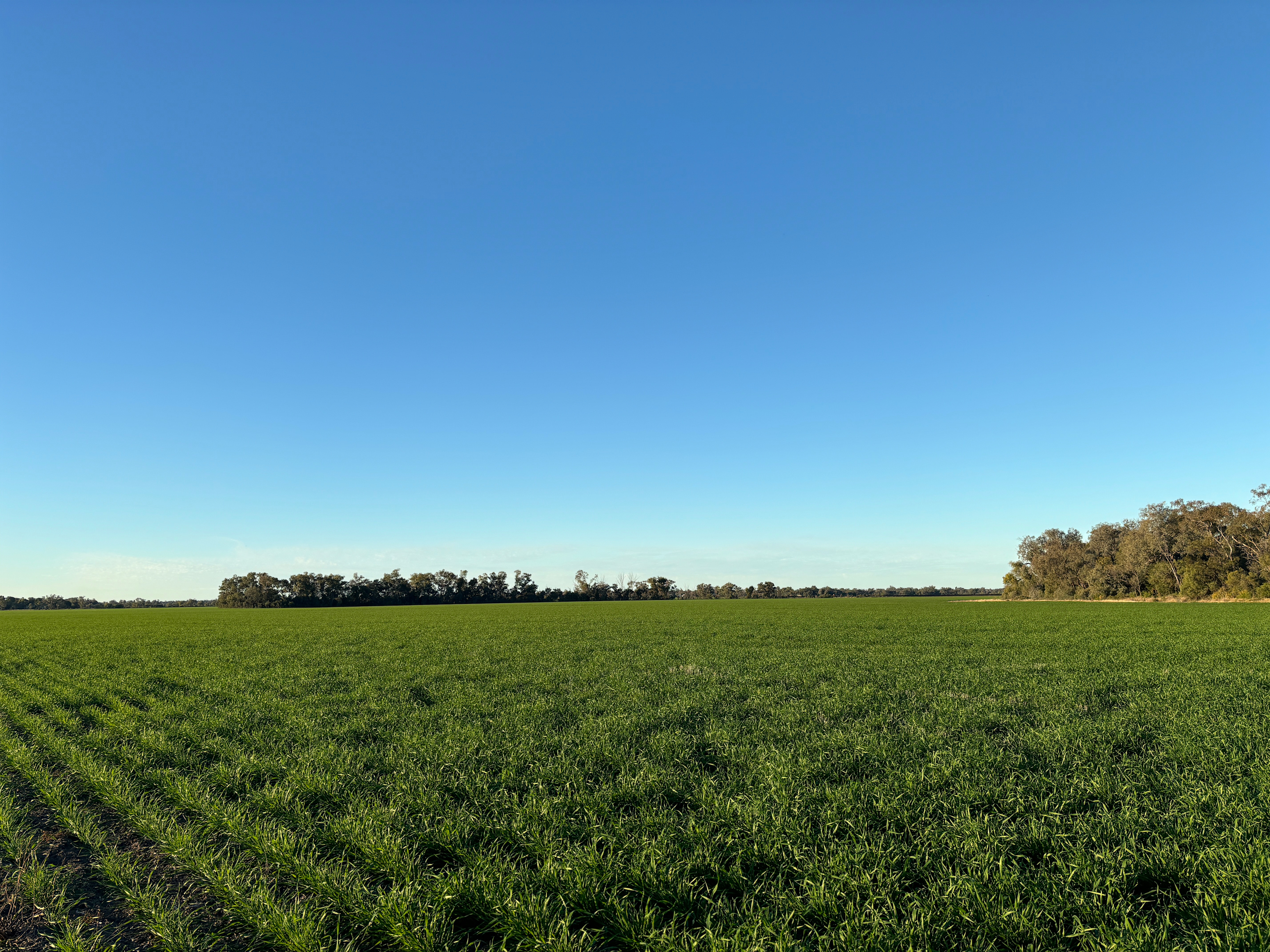Tarrawingee Farm - Curated Gardens