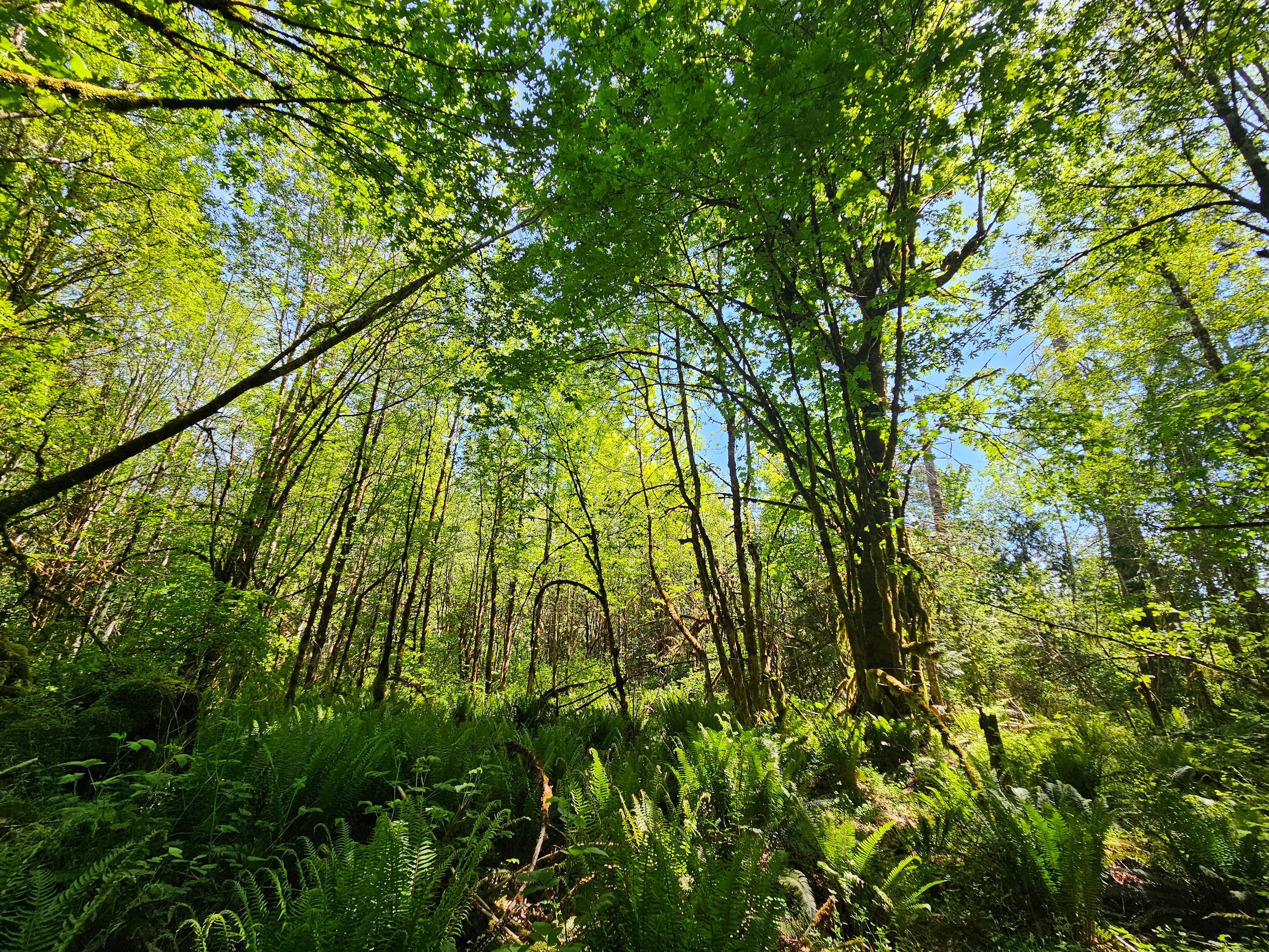 The trail to Mill Creek crosses through a Cat II wetland - protected, wild, with diverse wildlife.  Tread lightly and reconnect with the natural world