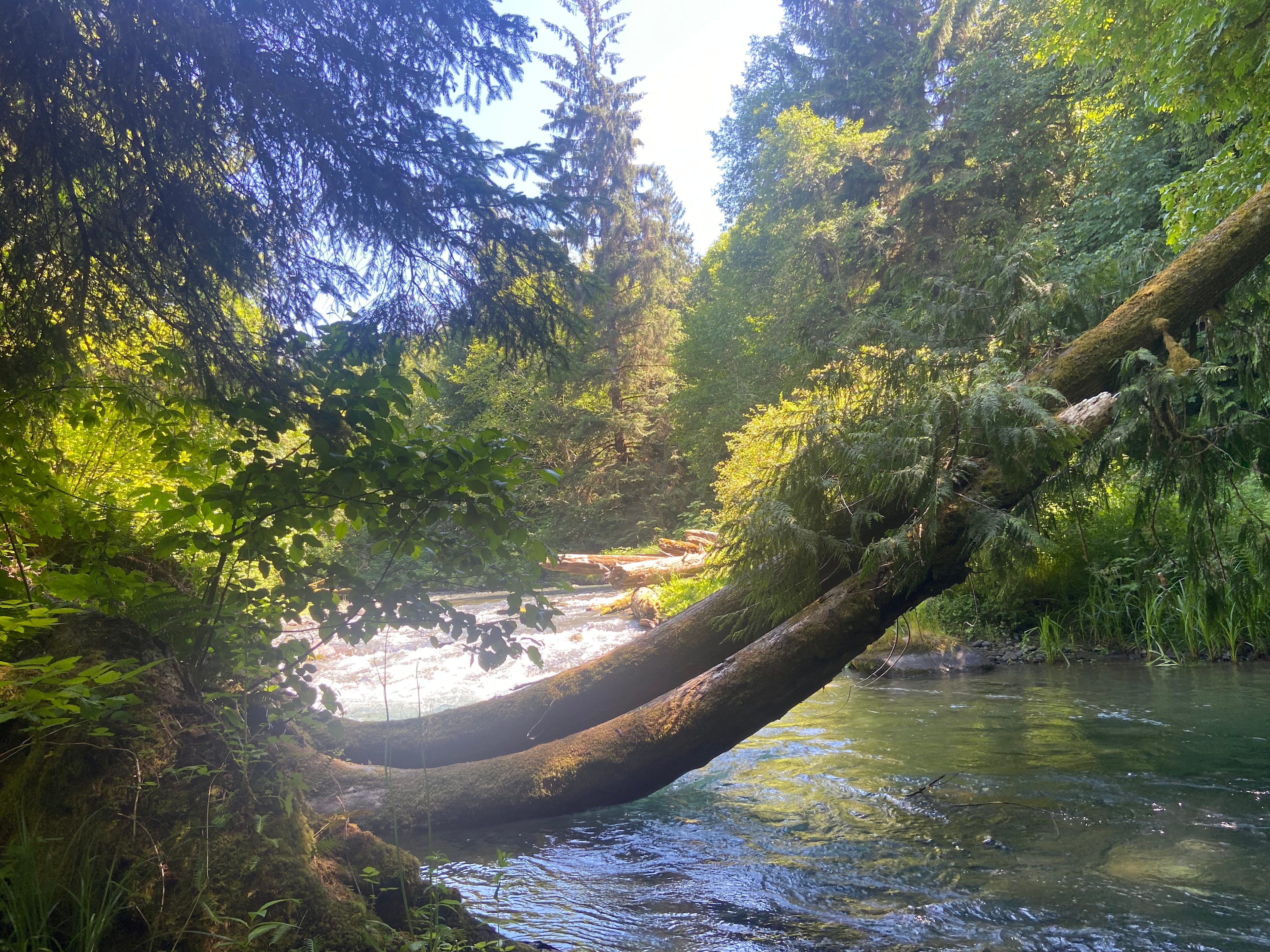 Lyre River Retreat