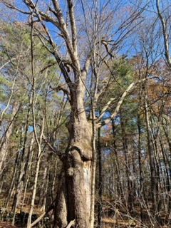Woodland Sanctuary In Western Mass