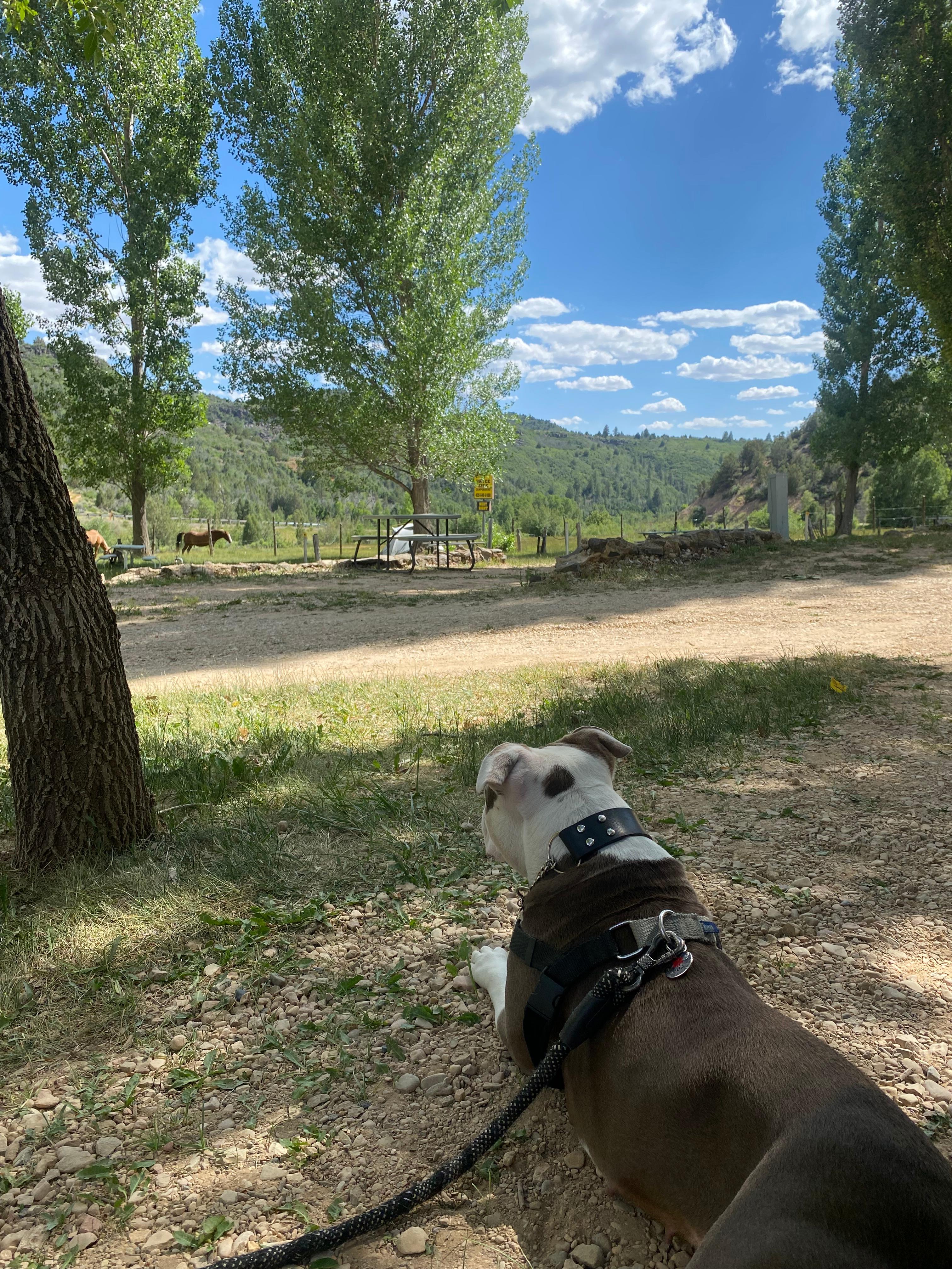 Bryce Zion Campground
