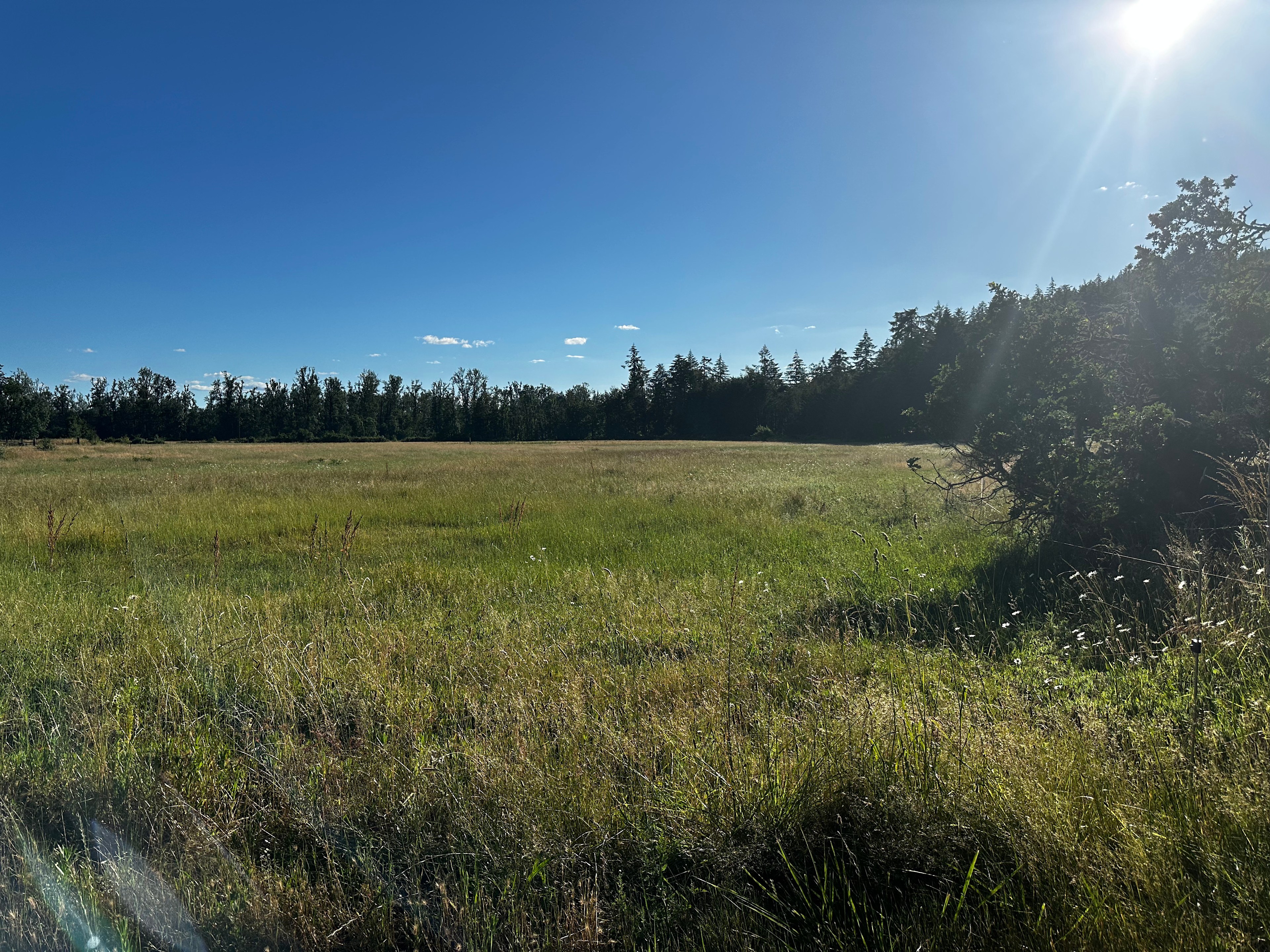 This is the meadow on your left as you drive toward the trees. 
