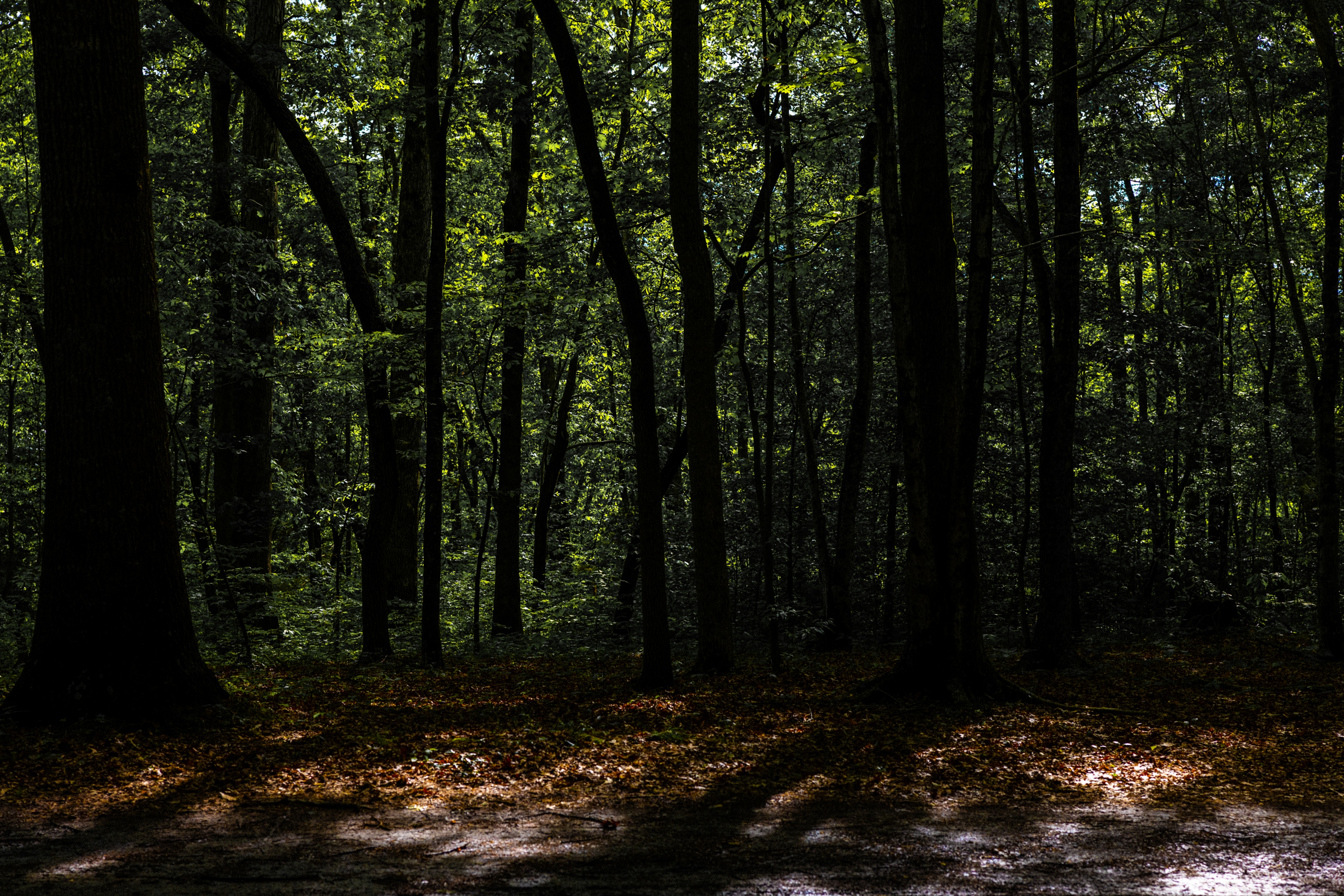 Belle and Beau Acres