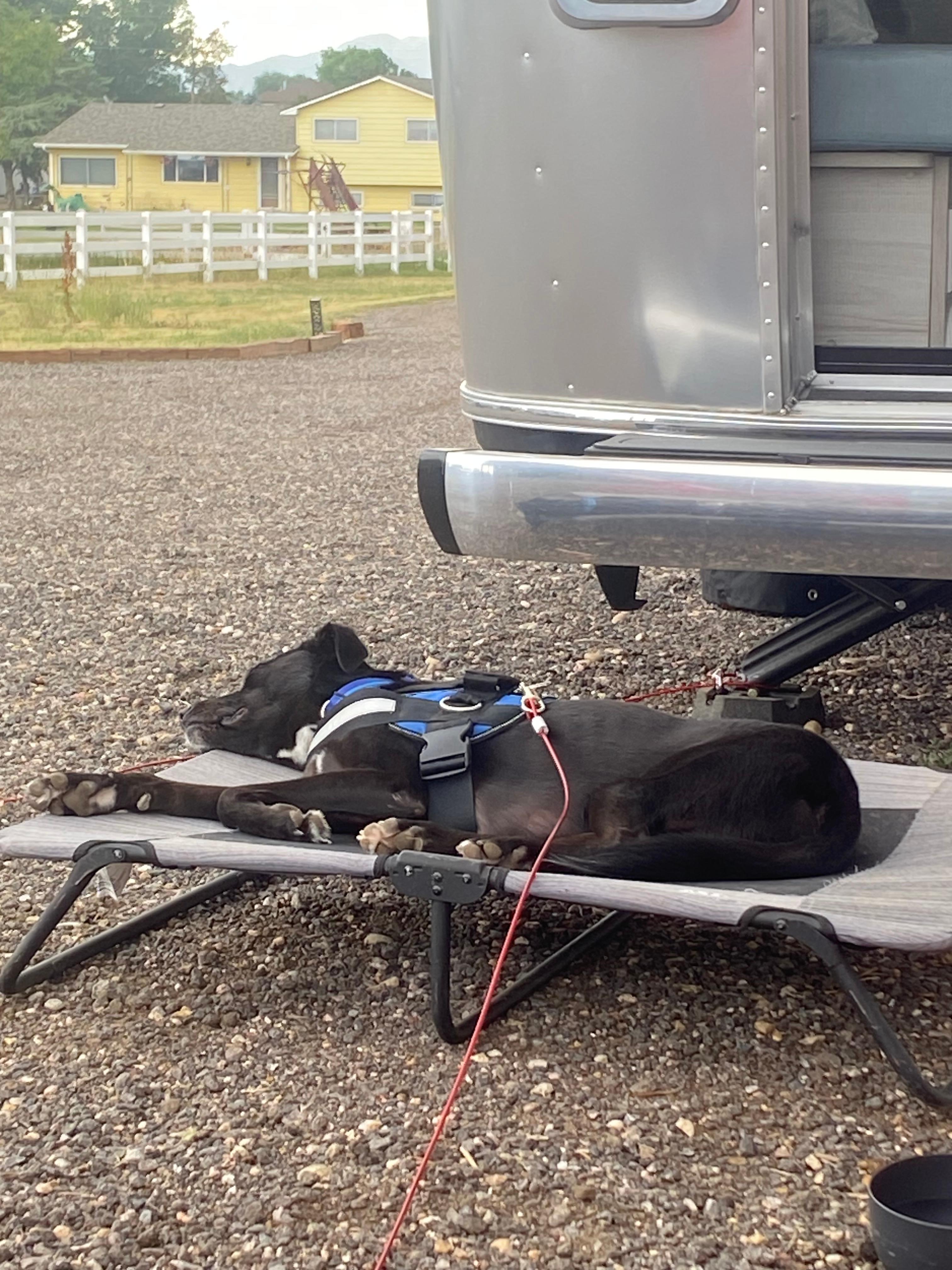 Results after dog play