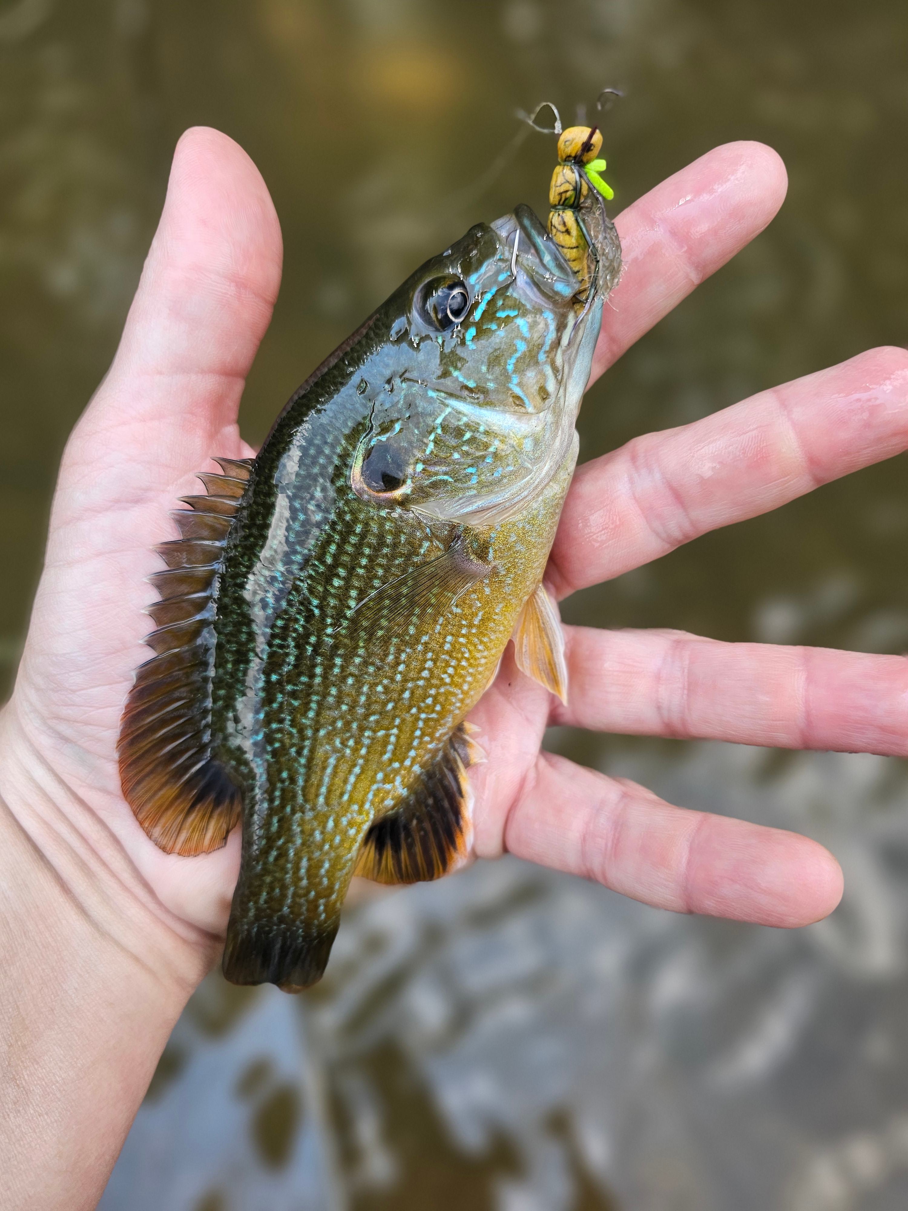 Green sunfish