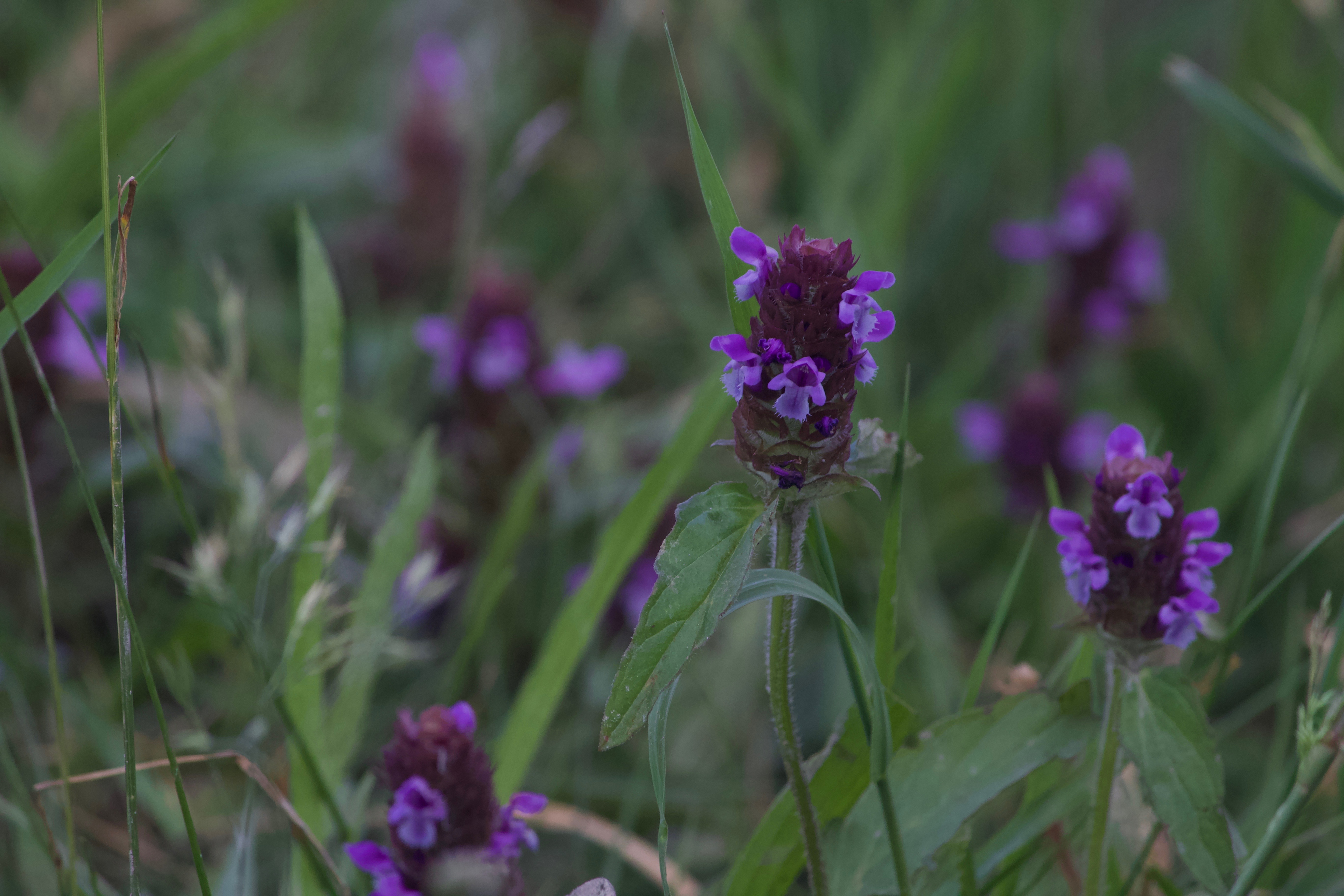 Pristine Off Grid Paradise