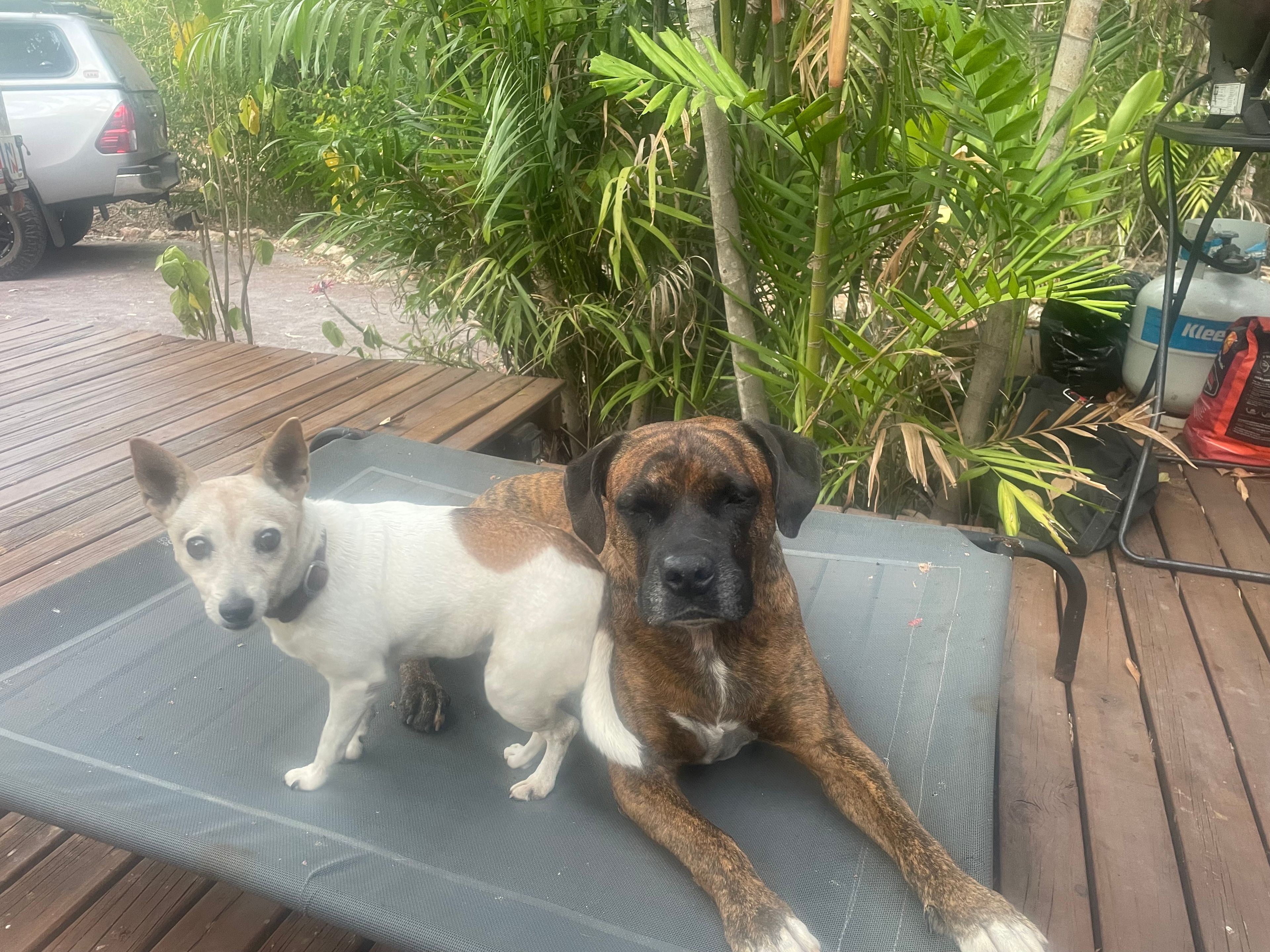 Daisy and  Hank the guardians of the Urban Retreat. 