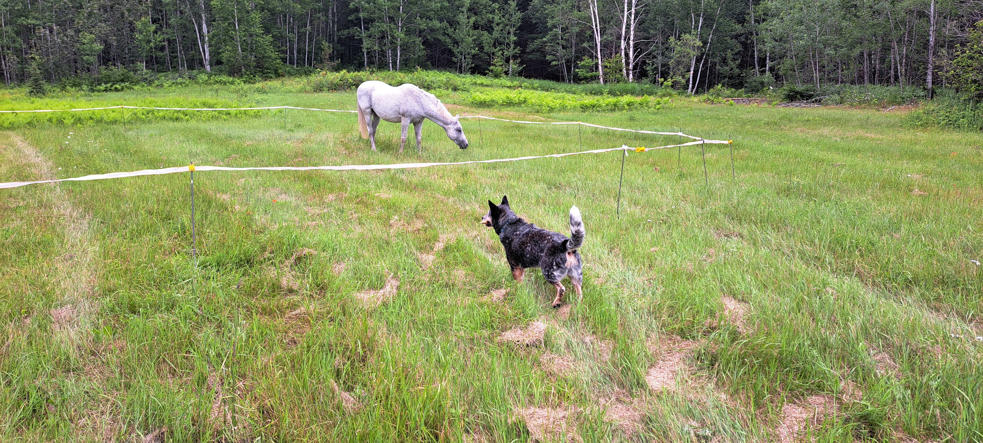 Rootbound Ranch Camp n Horse