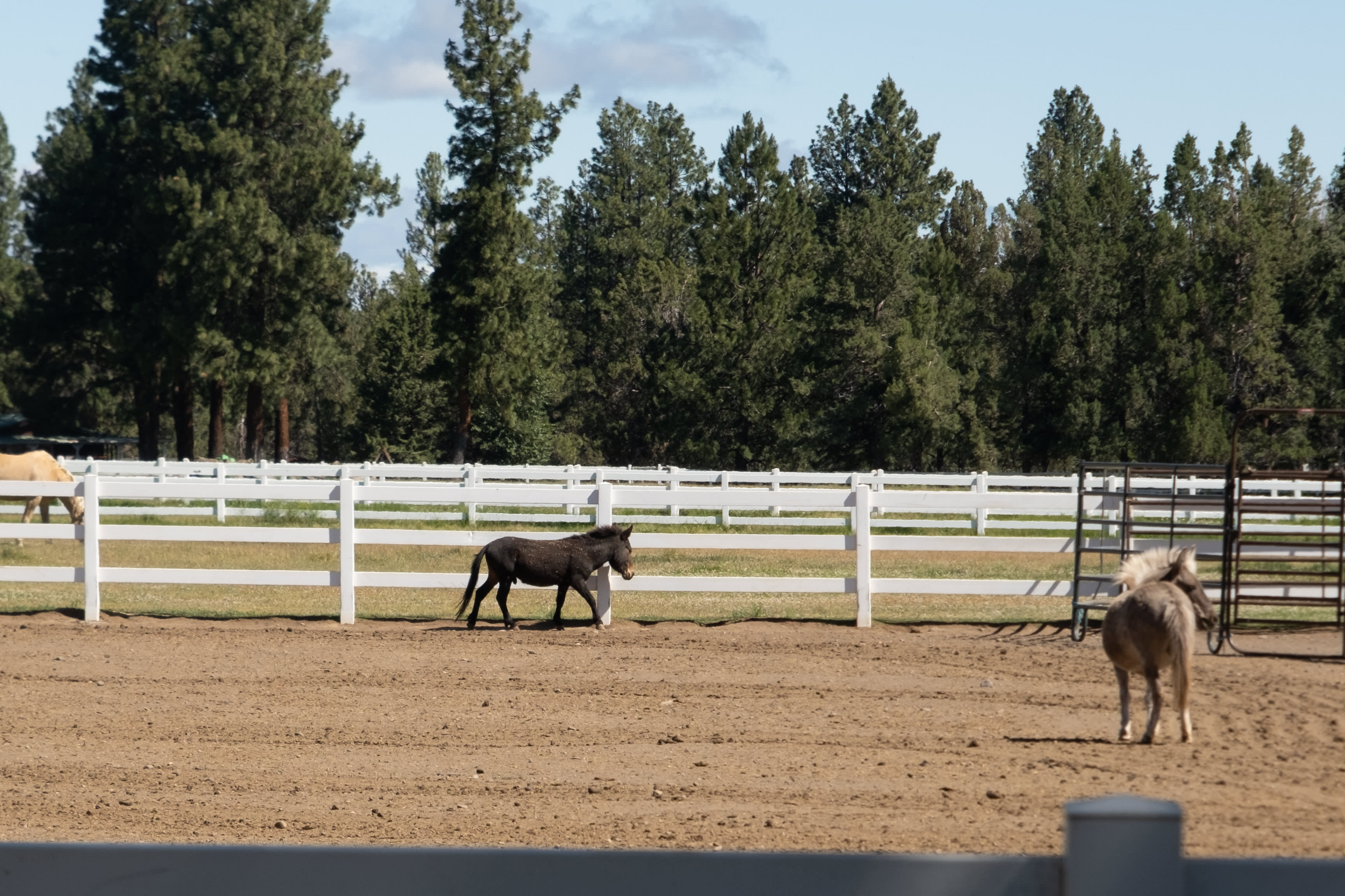 Rags To Rescues Sanctuary