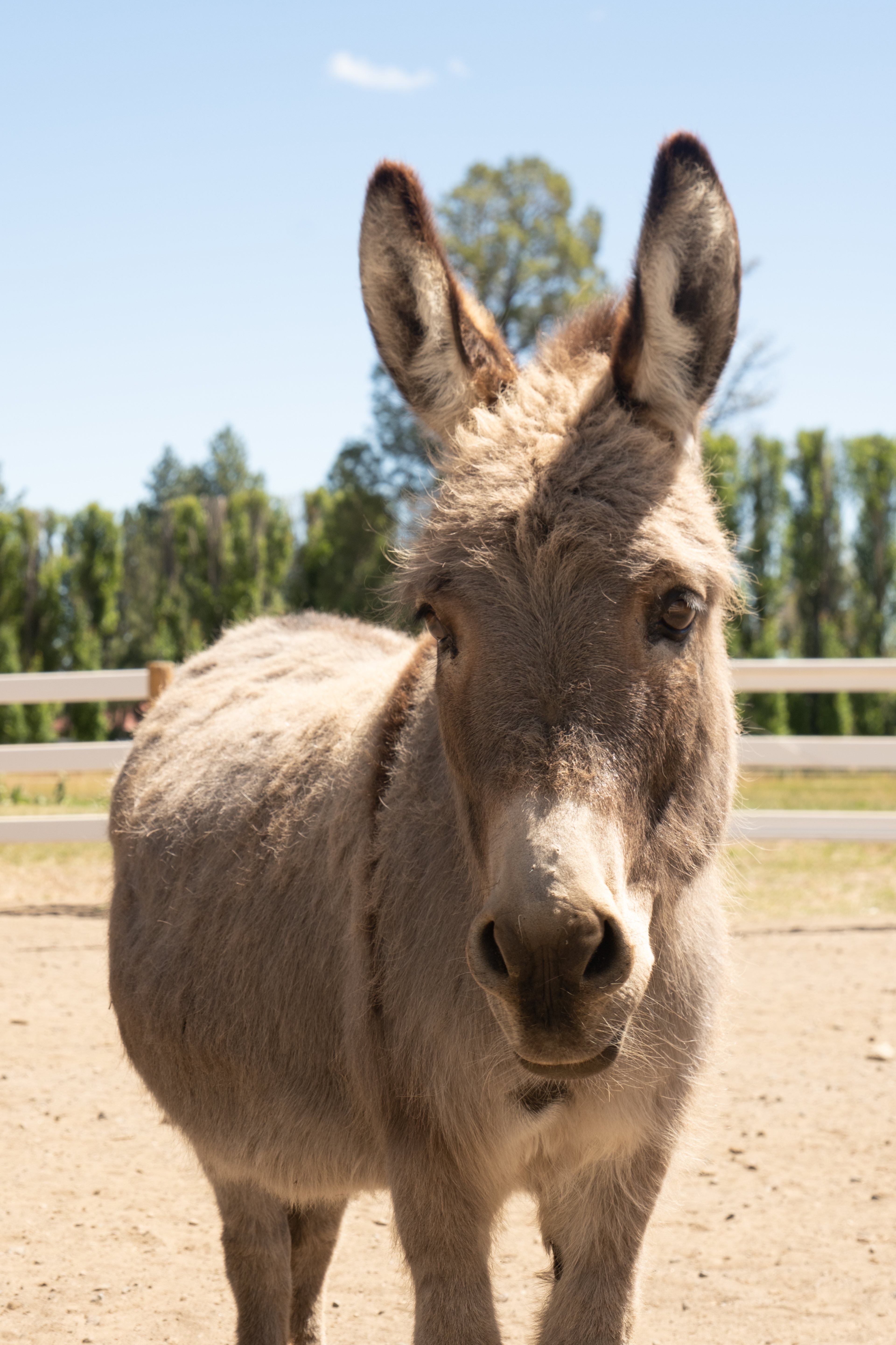 Rags To Rescues Sanctuary