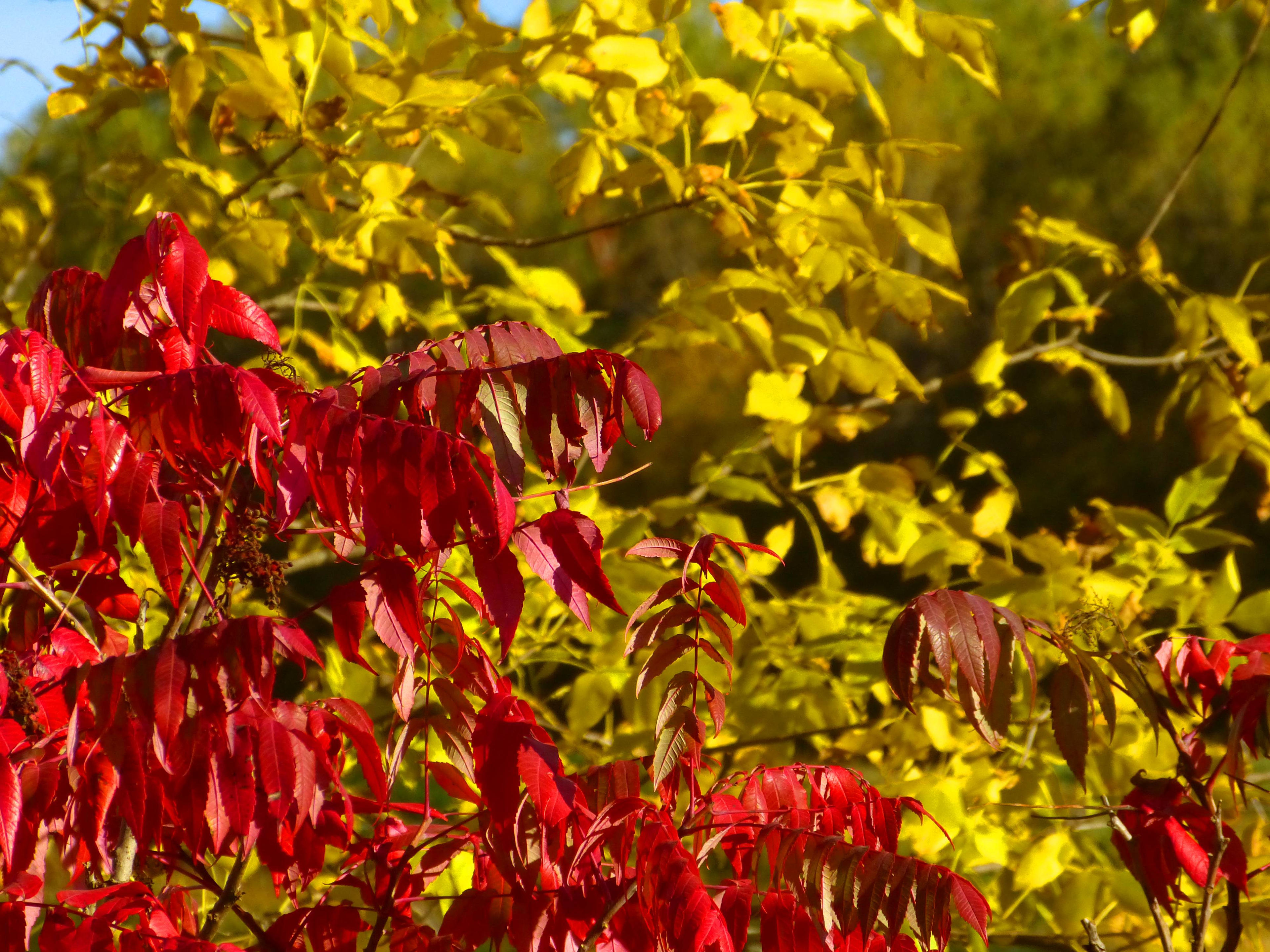 Ramsey Creek Natural Area