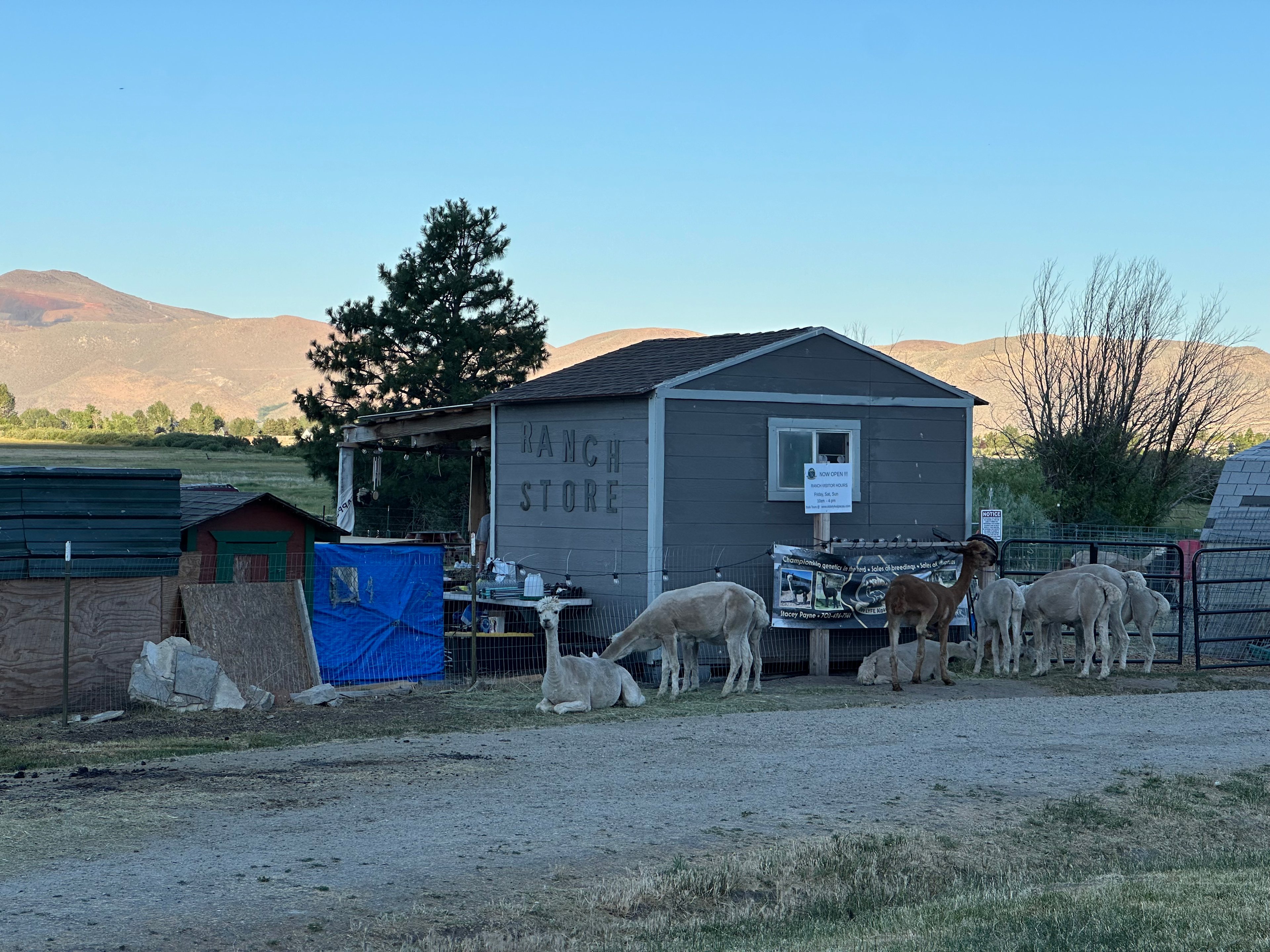 Ranch store with some of their alpacas 