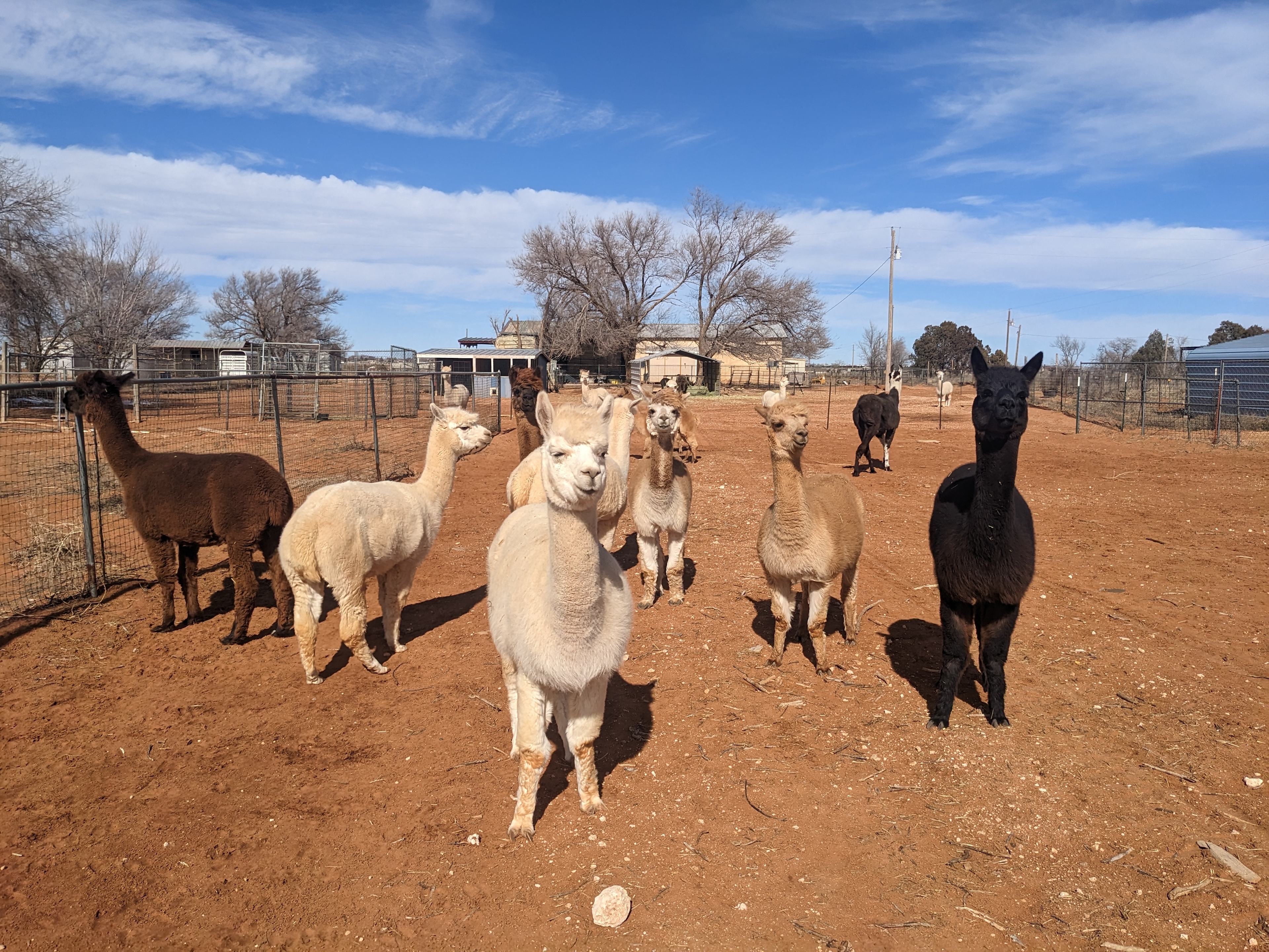 Windrush Alpacas