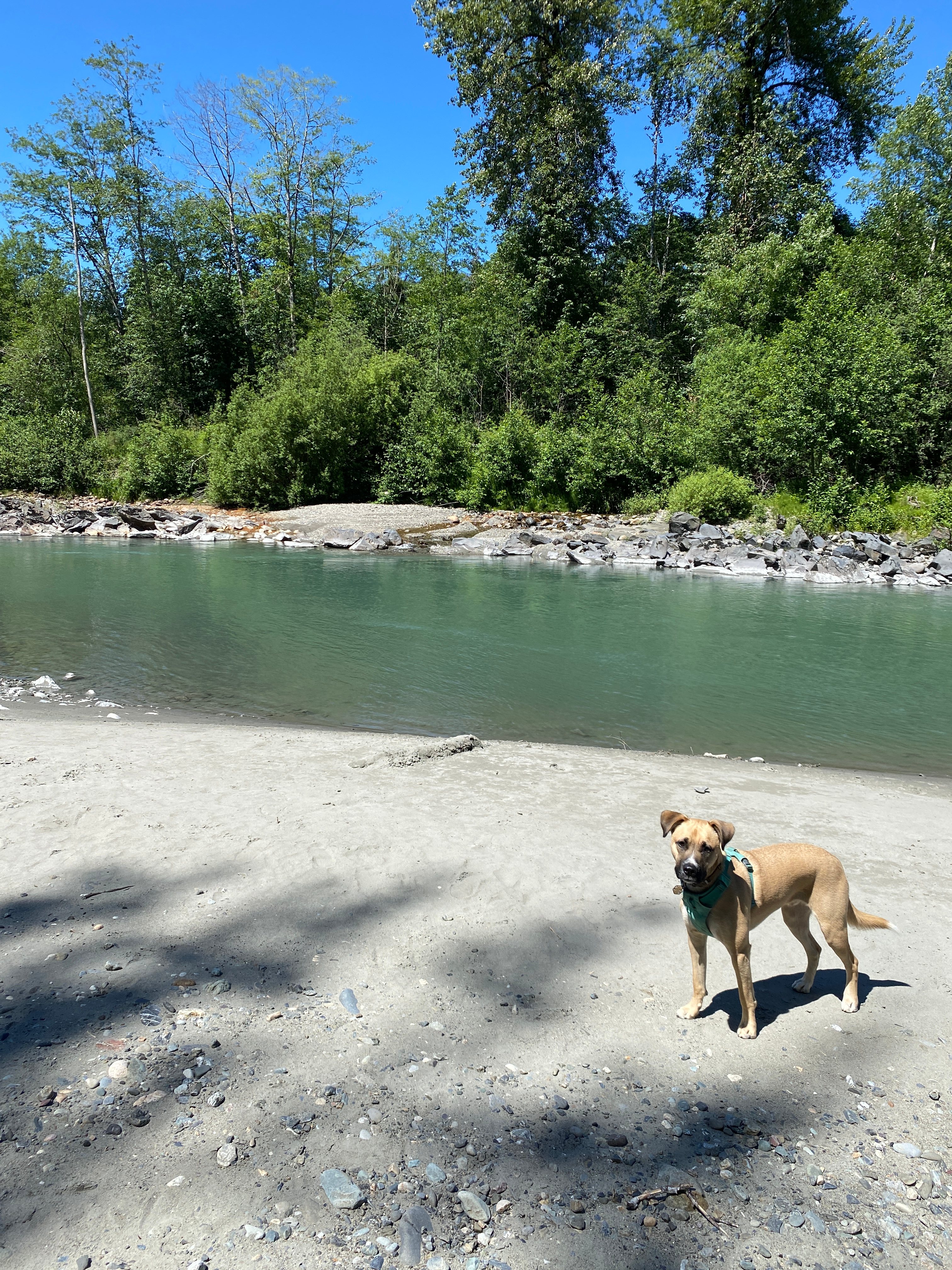 Electric Blue Lady's Land'