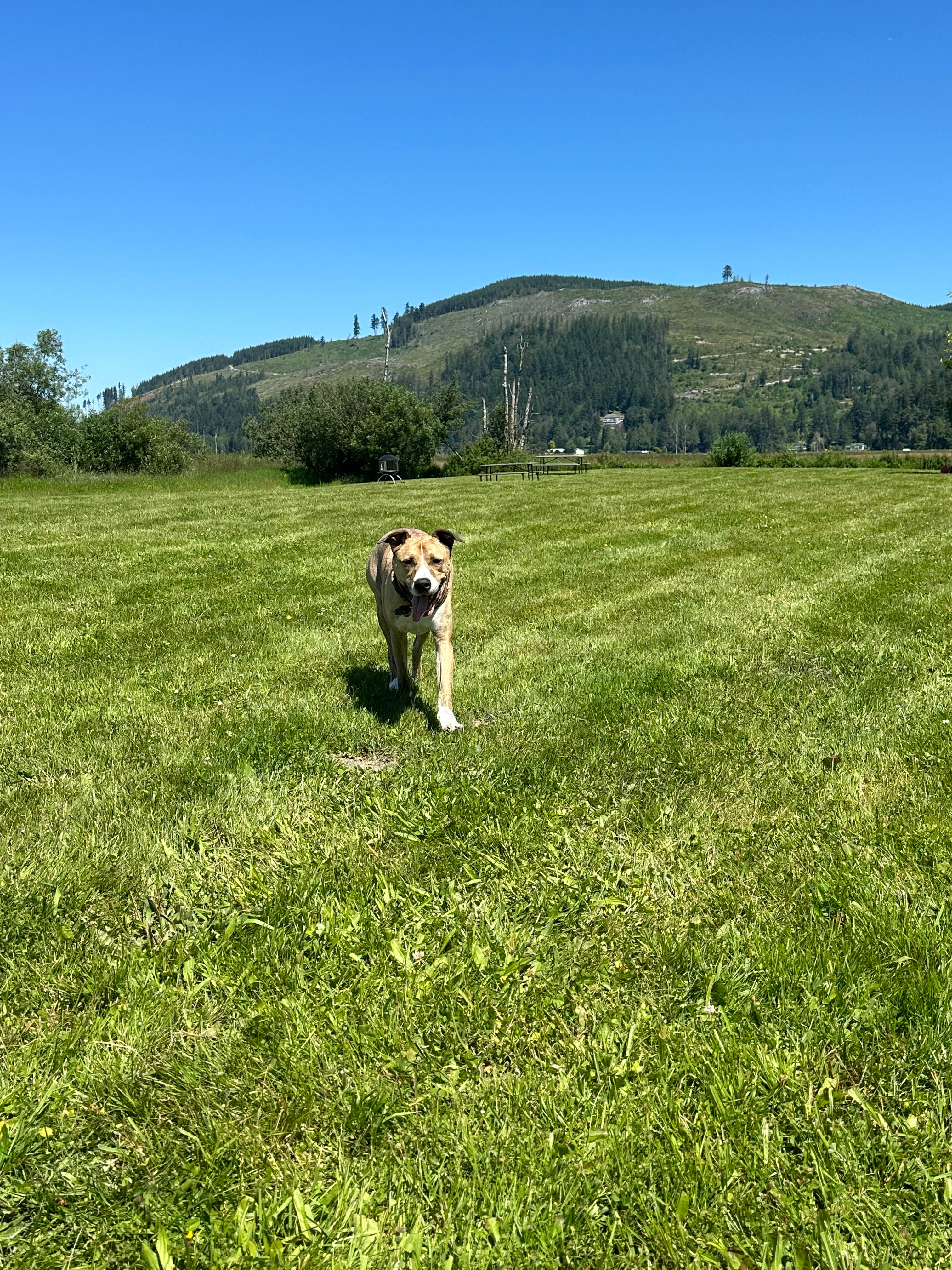 Beaver Meadow