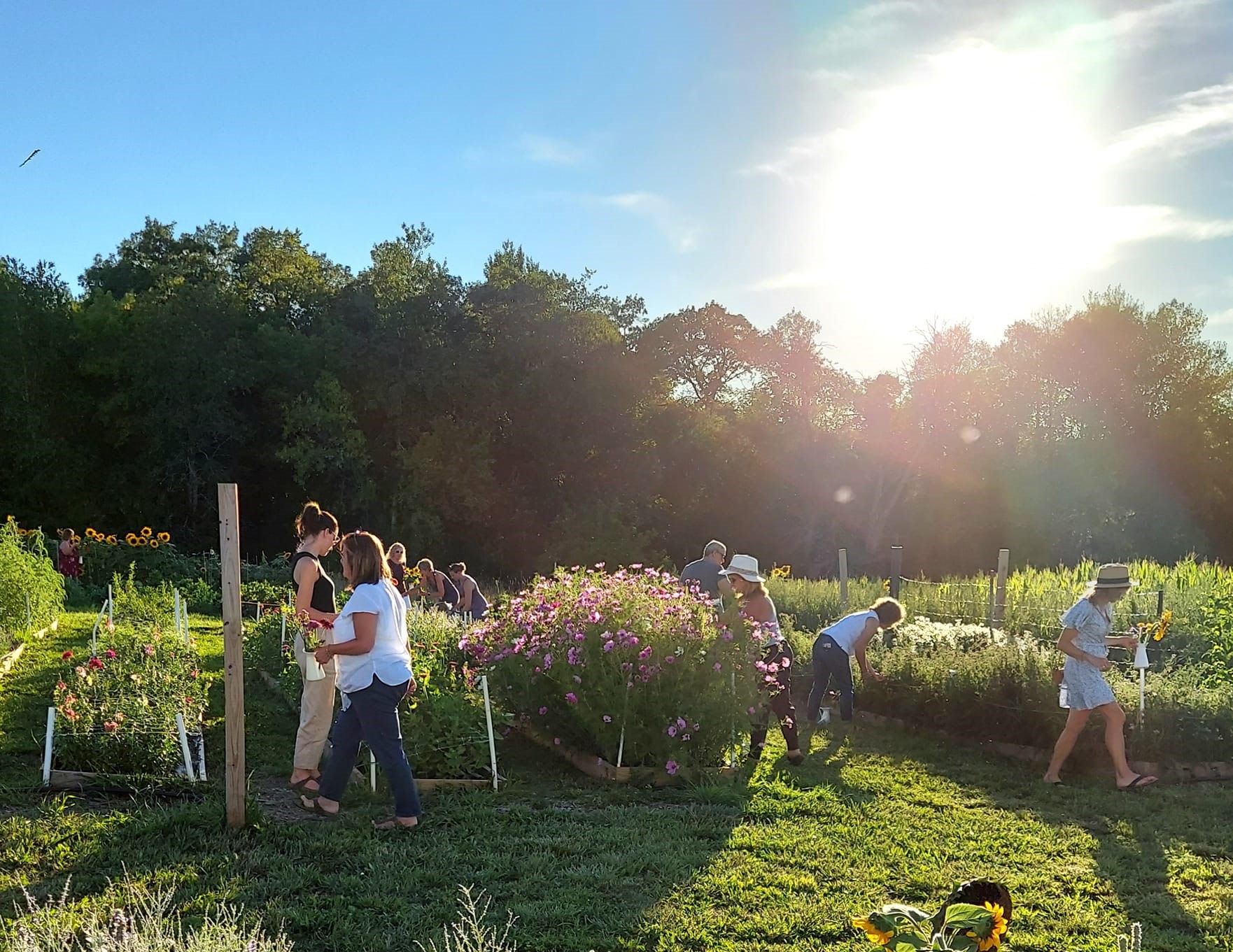 Two Bees & A Bud Flower Farm you-pick experience. Book through Two Bees & A Bud website.