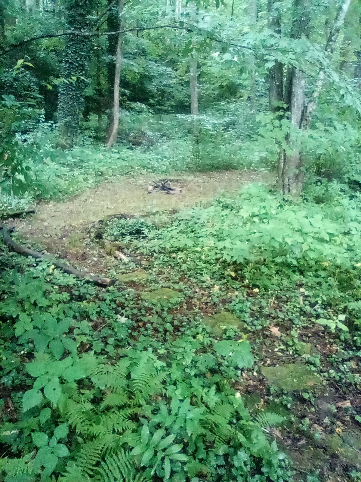 Quiet Forest On The Creek