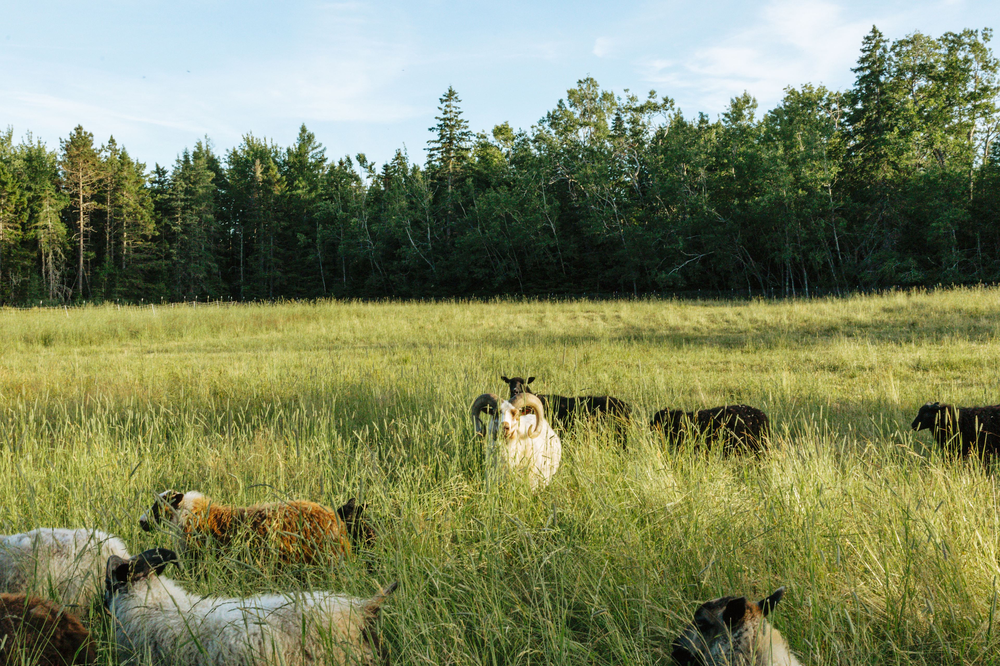 As you're walking to your cabin you'll get to see these amazing guys!