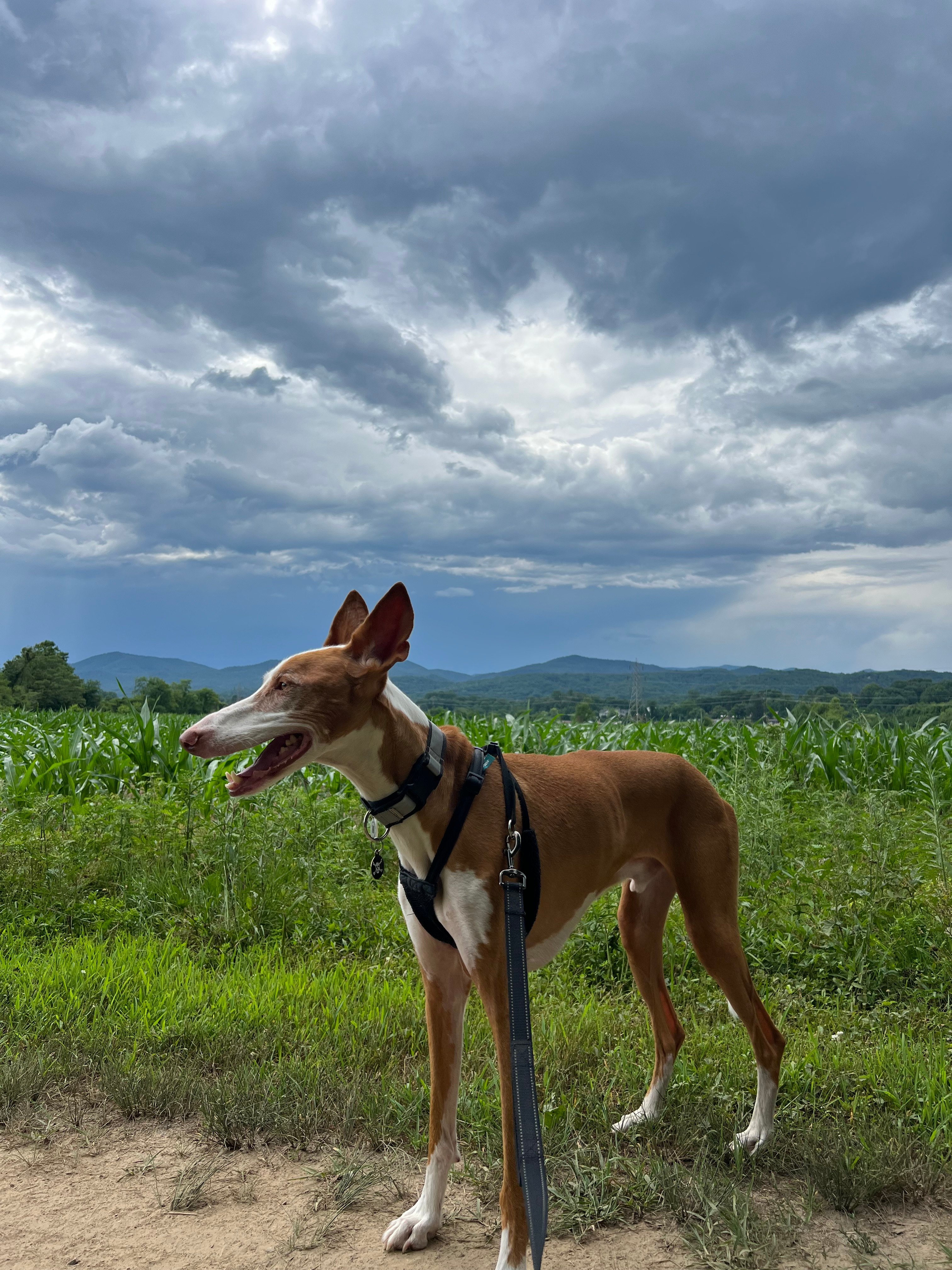 Pisgah Riverbend