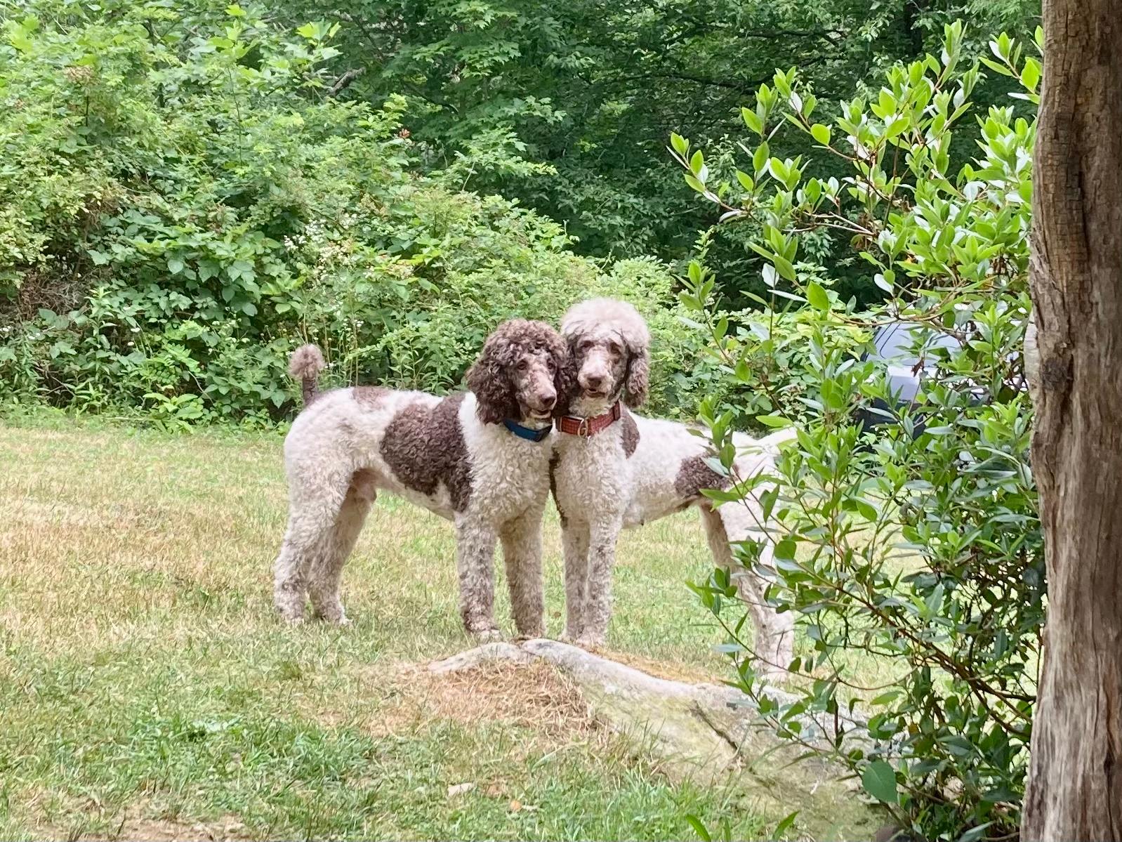 Lady Rosebud and Sir Handsome Ransom 