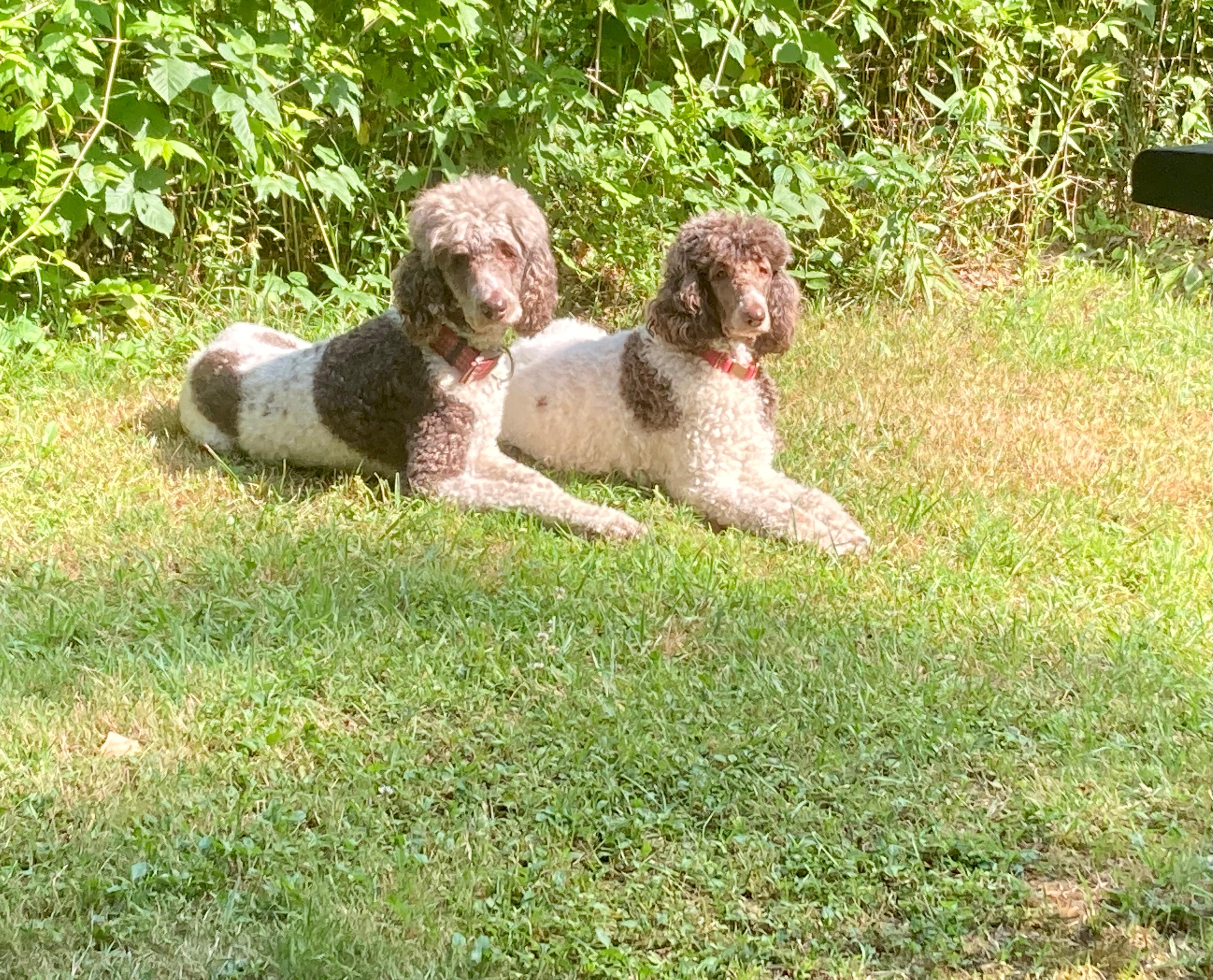 rosebud and daughter Luna Rose 🌹 