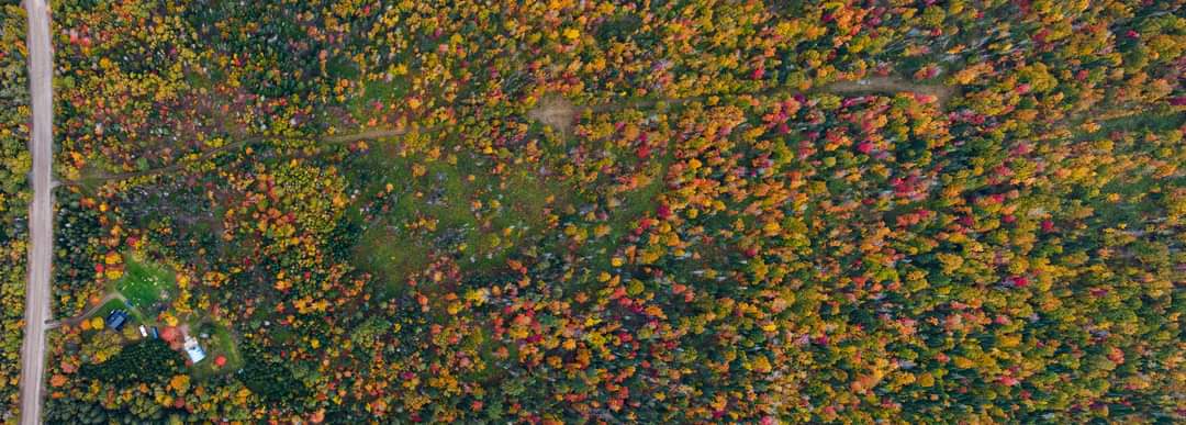 Funny Farm Homestead