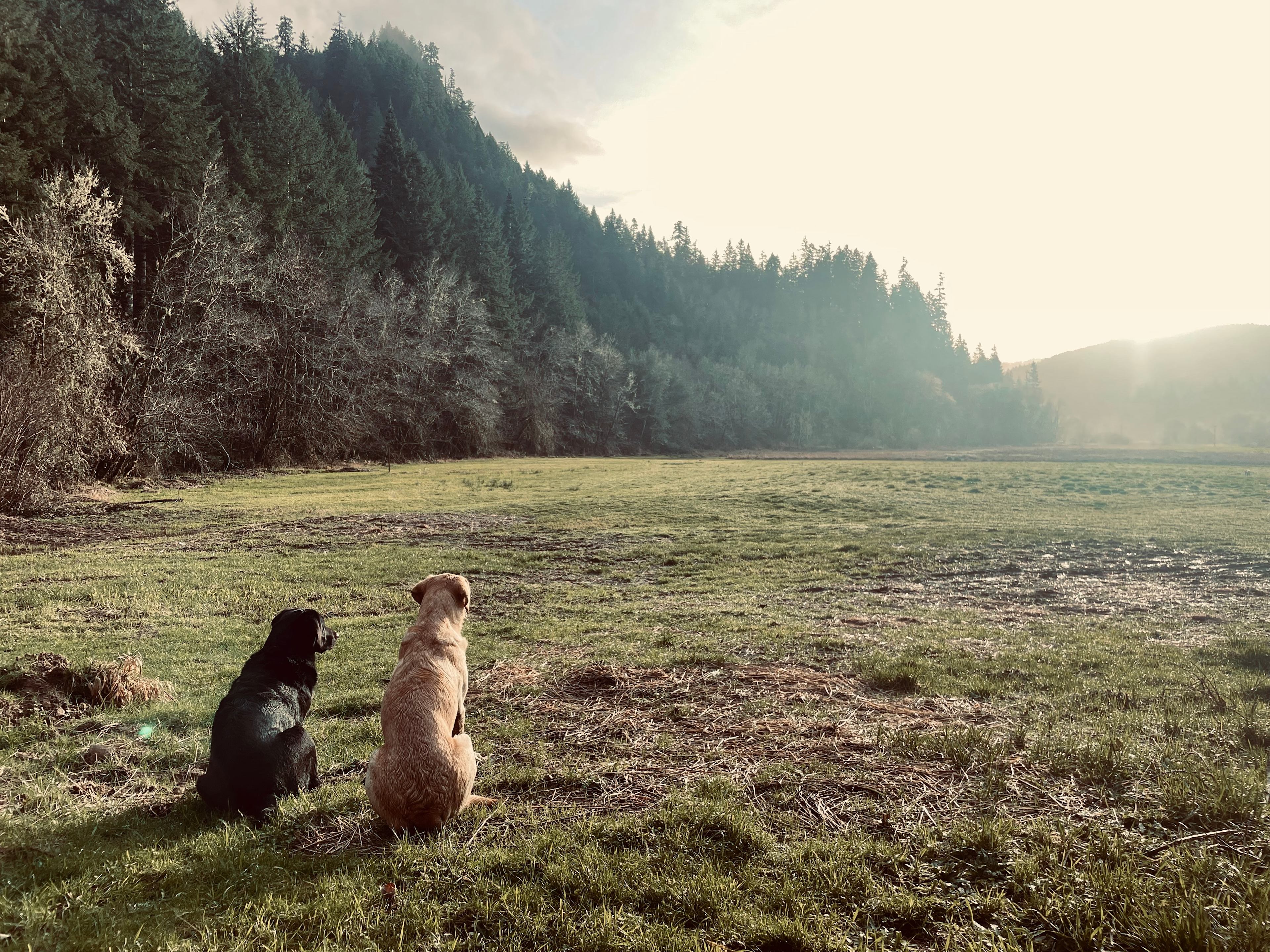 The Park at Loon Lake