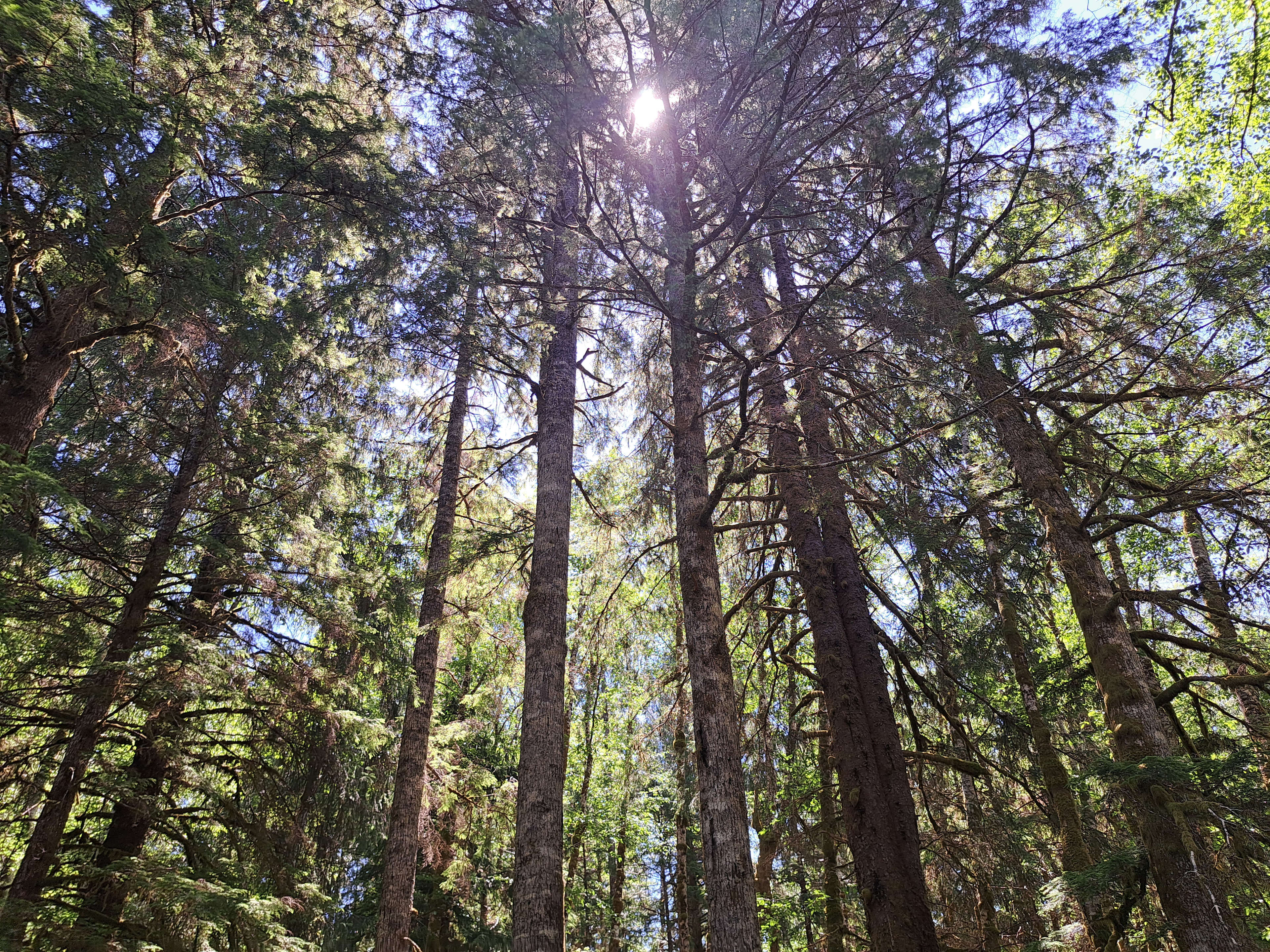 Tall Timber