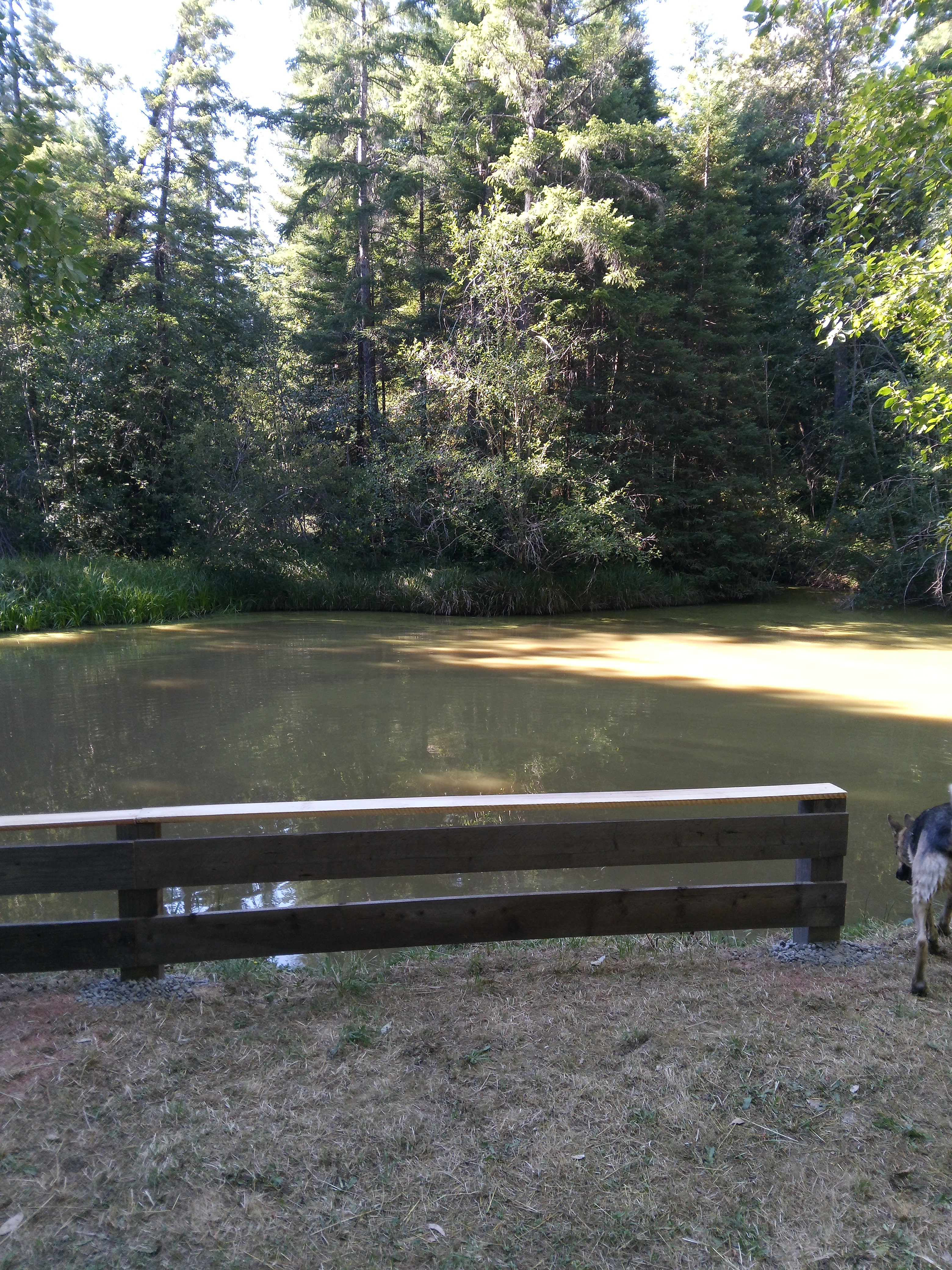 Dragonfly Creek