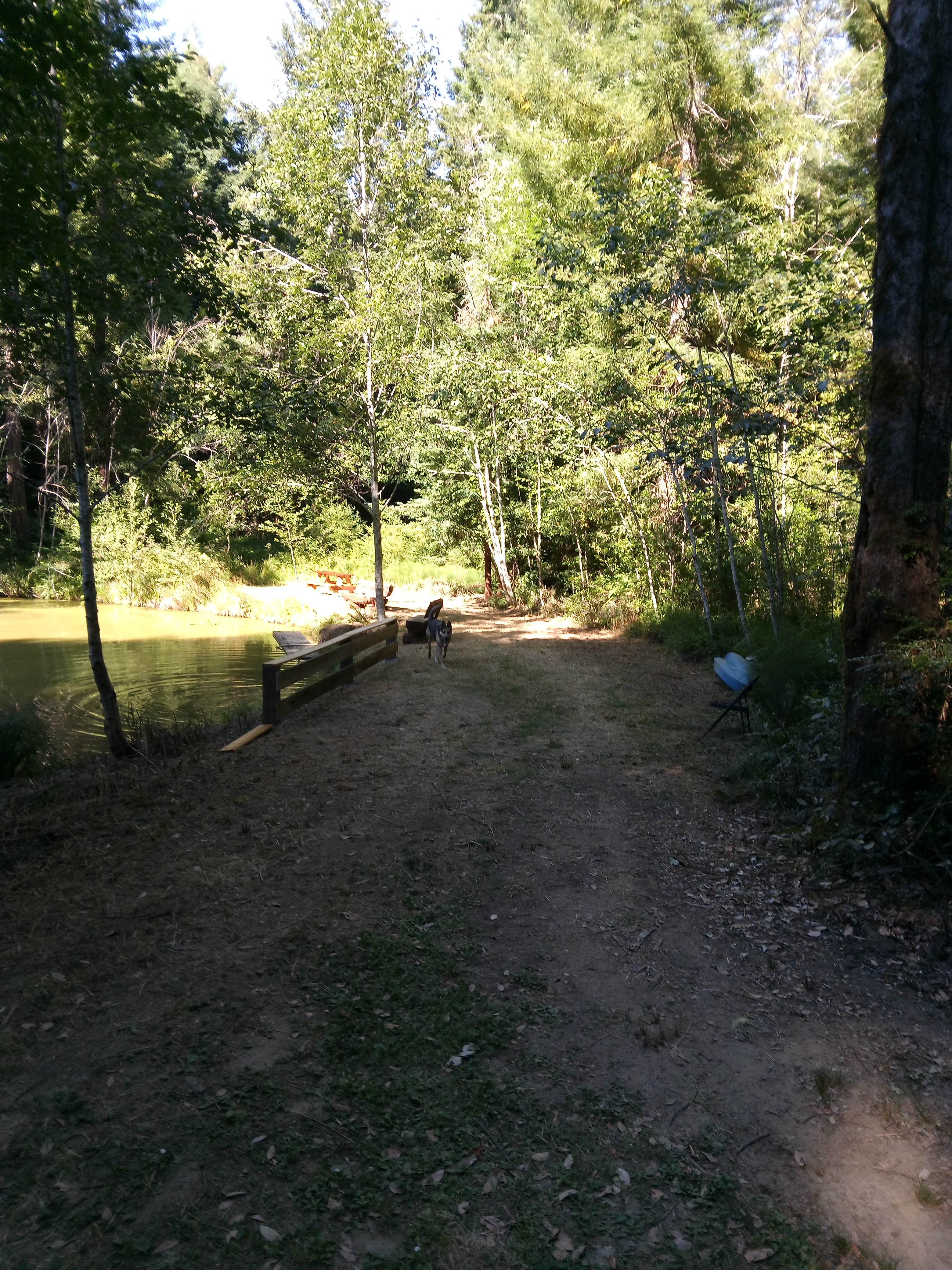 Dragonfly Creek