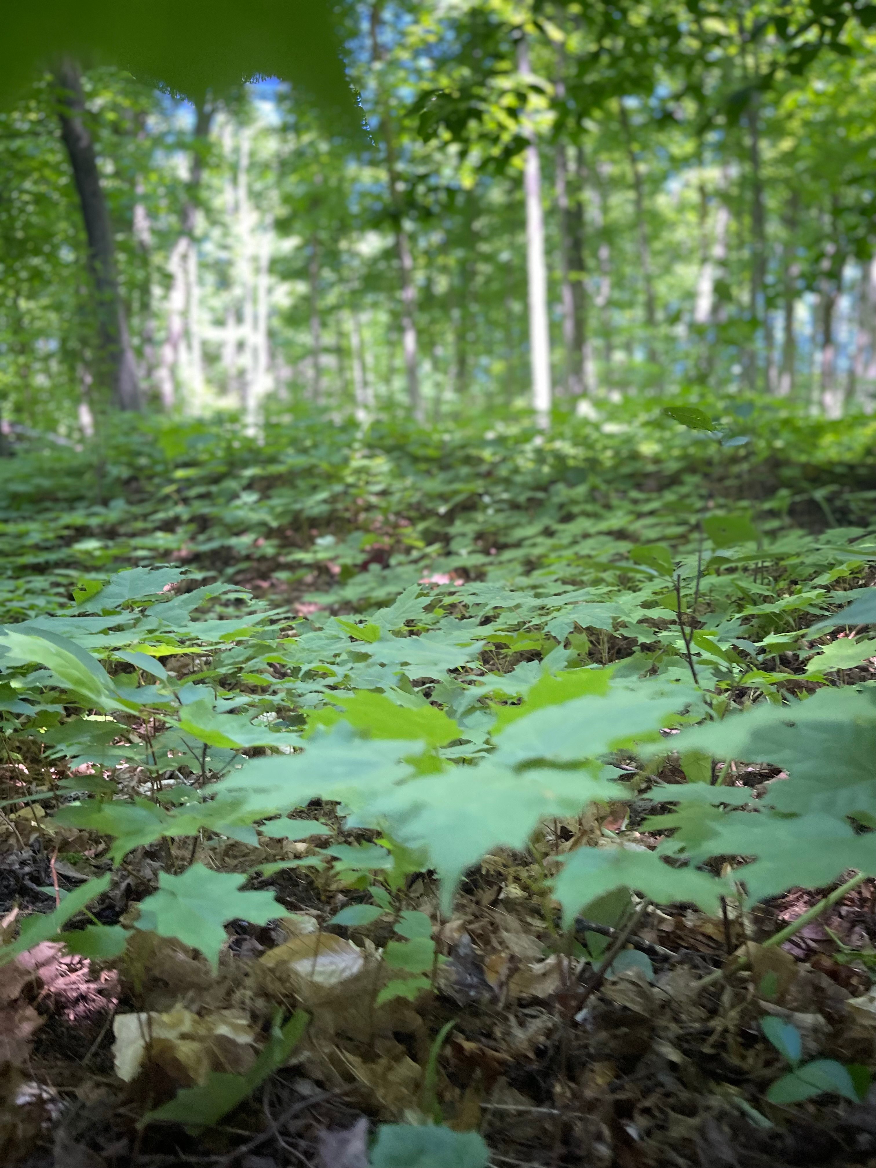 Breedlove’s Feral Farm