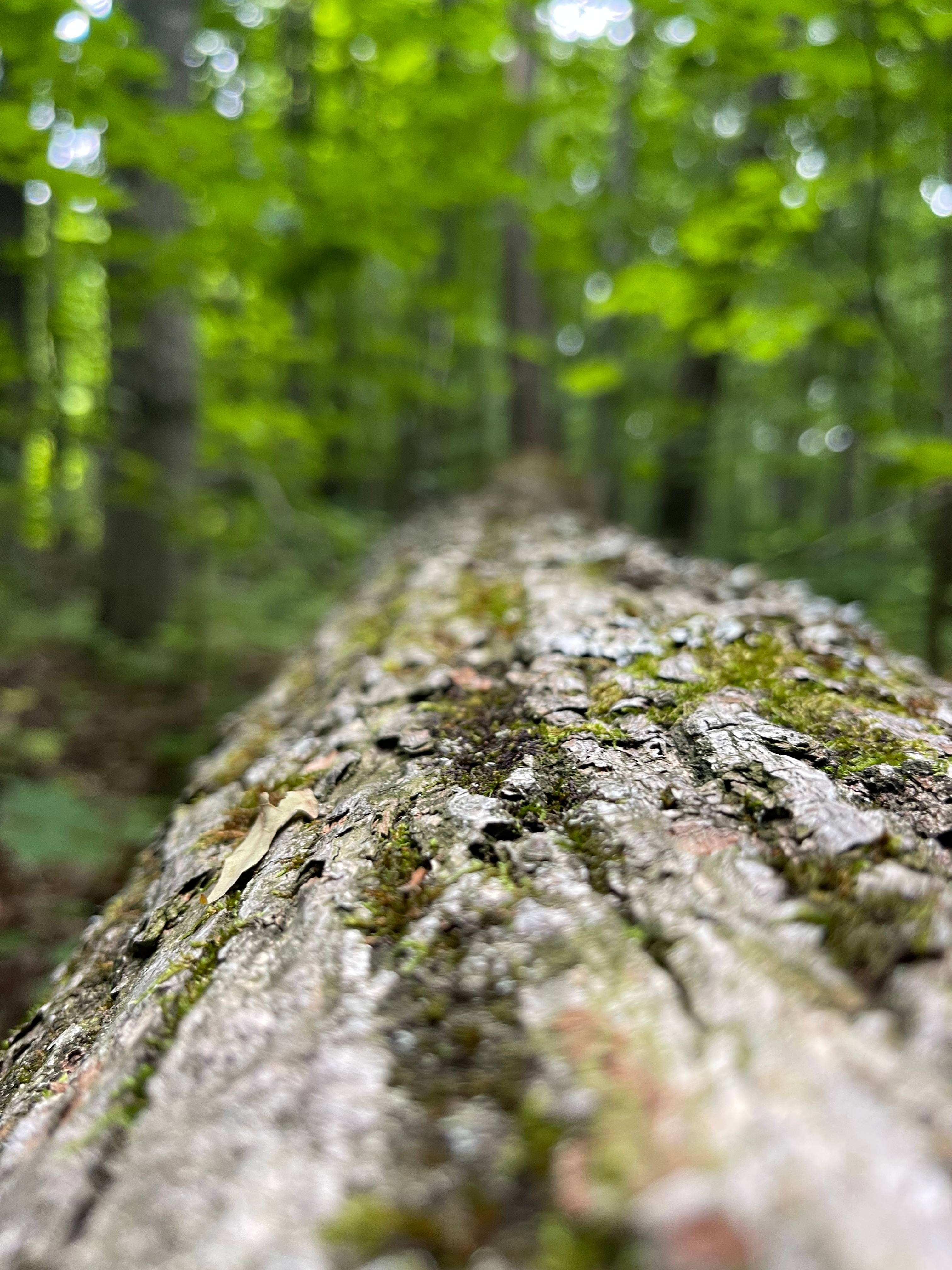 Breedlove’s Feral Farm