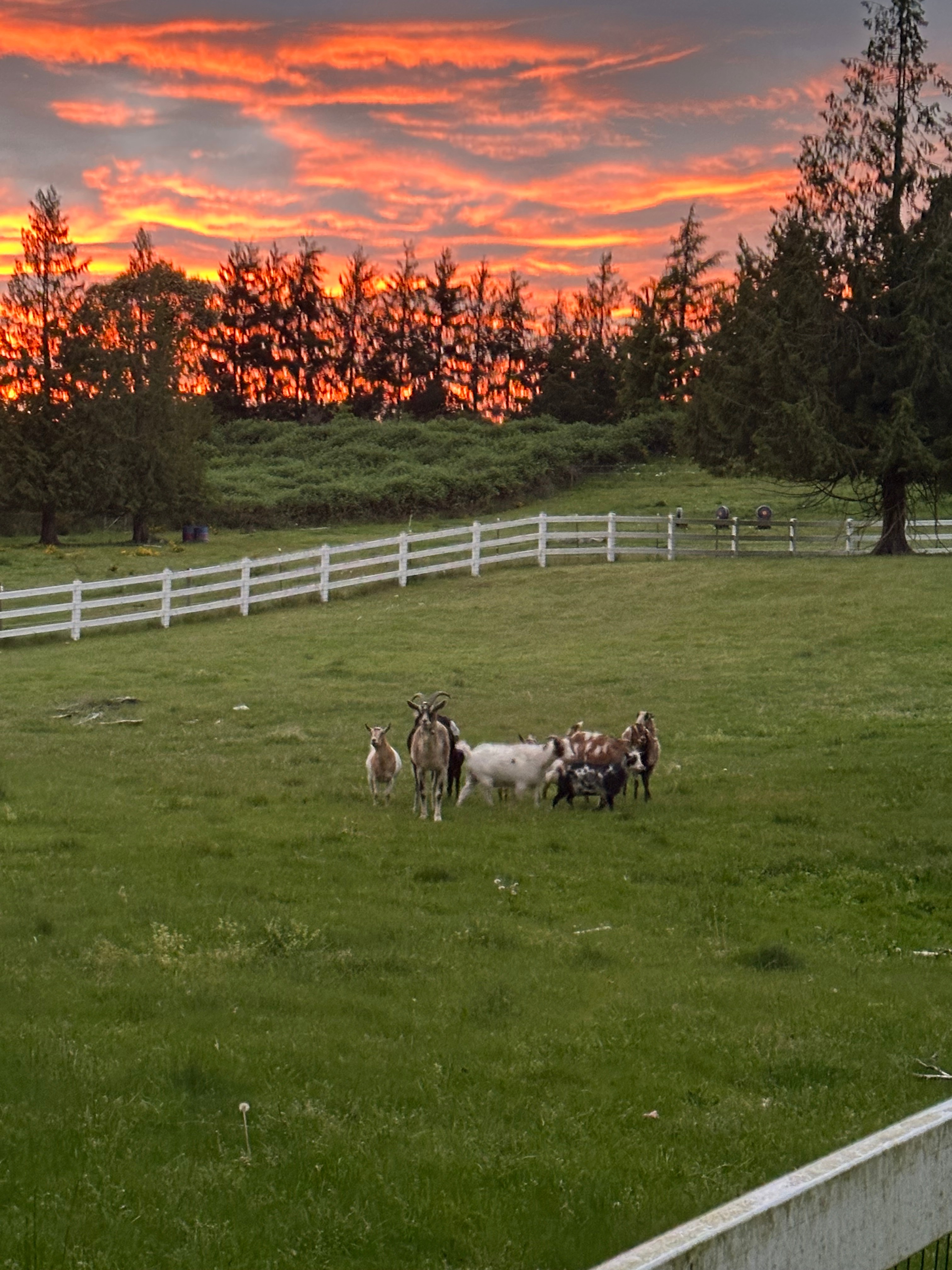 Carbon Canyon Ranch