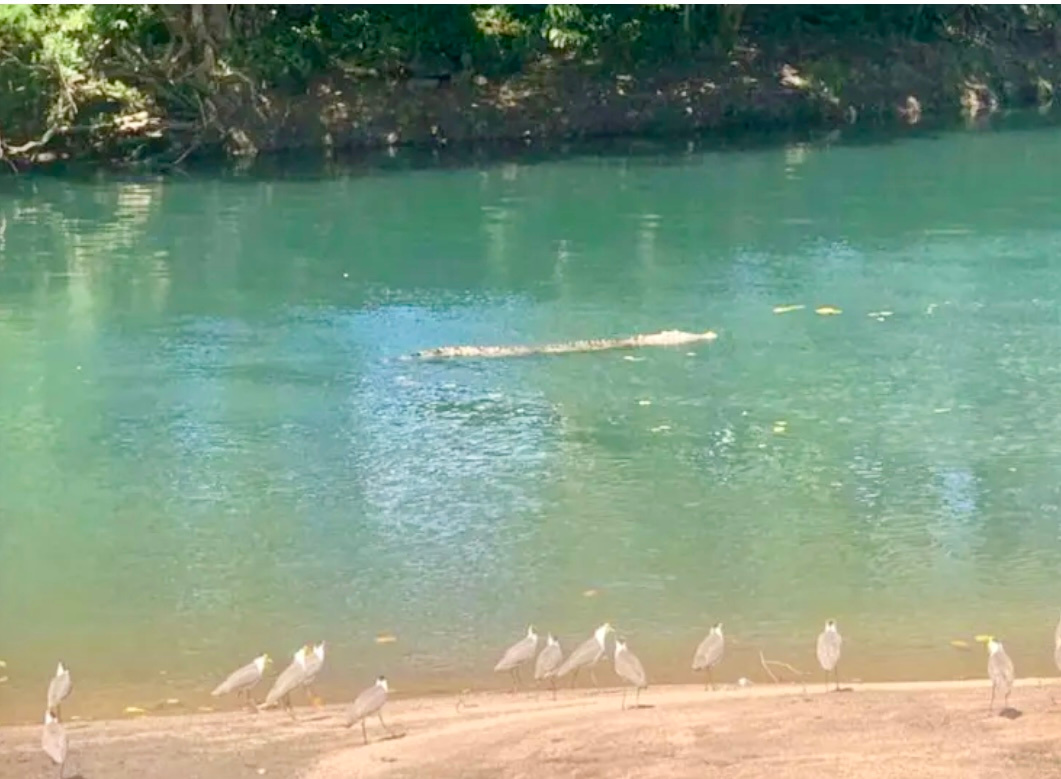 Aloomba Homestead (Tropical Qld)