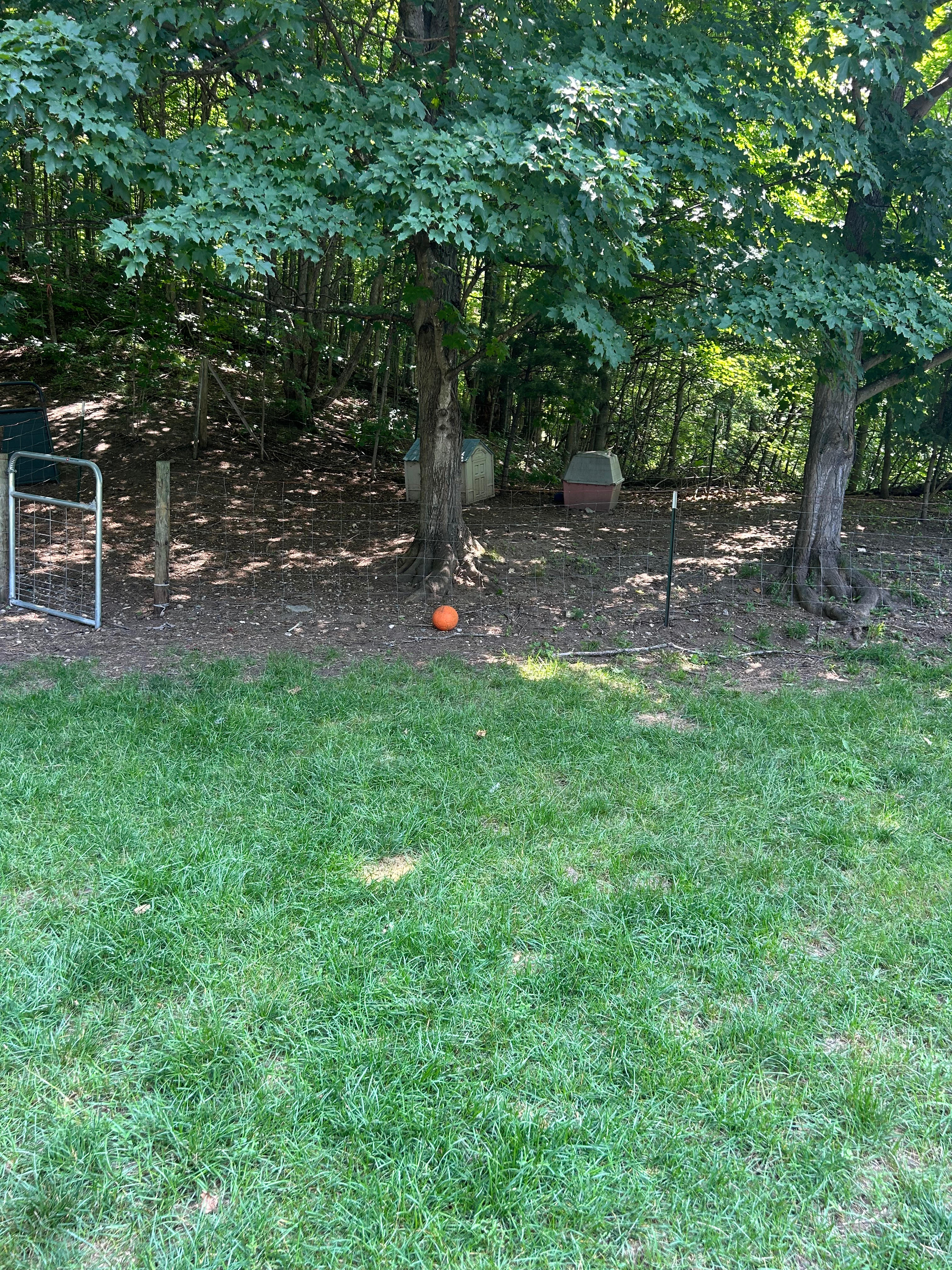 Shade Tree Haven