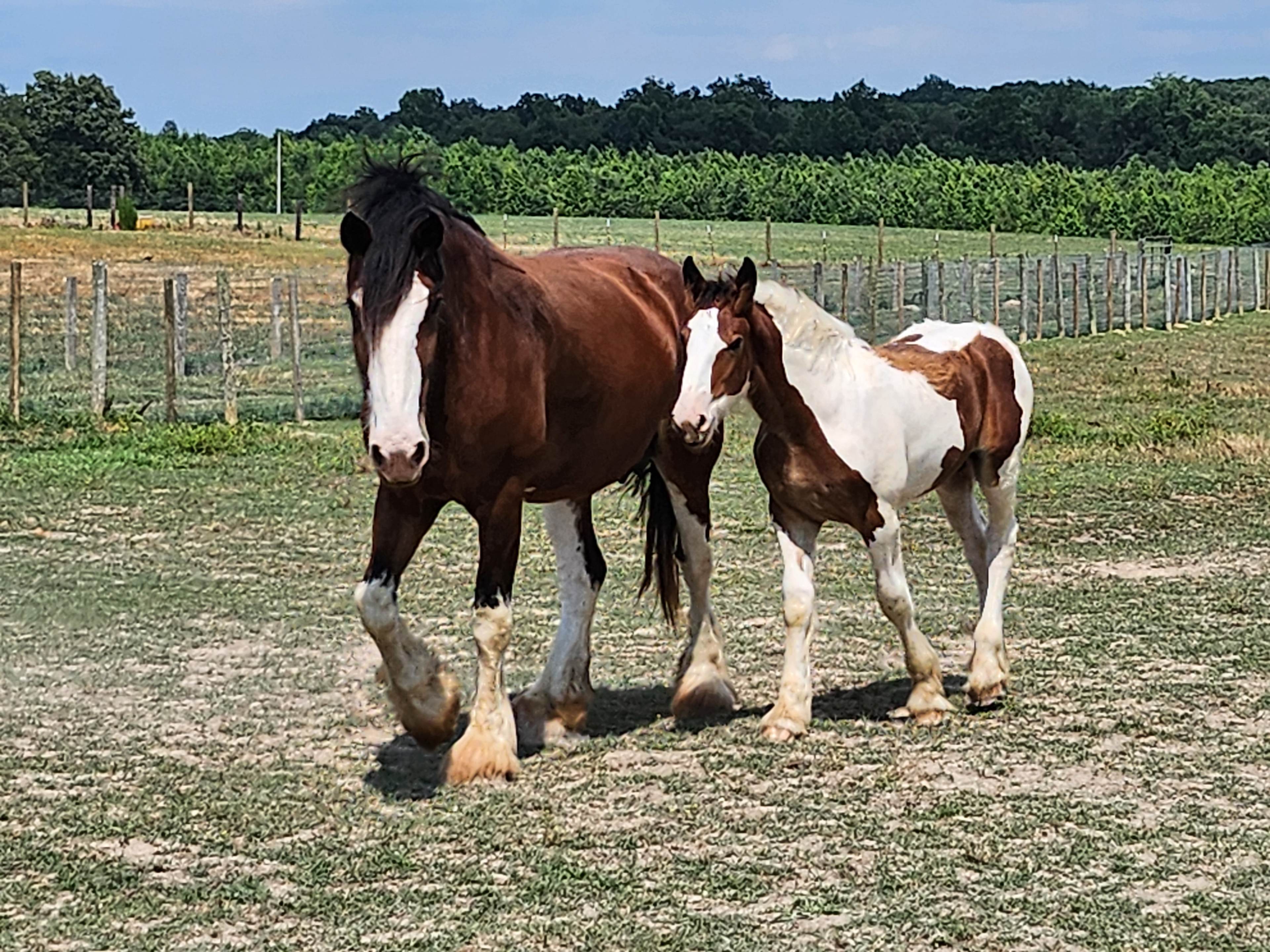 High Heifer Draft Farm