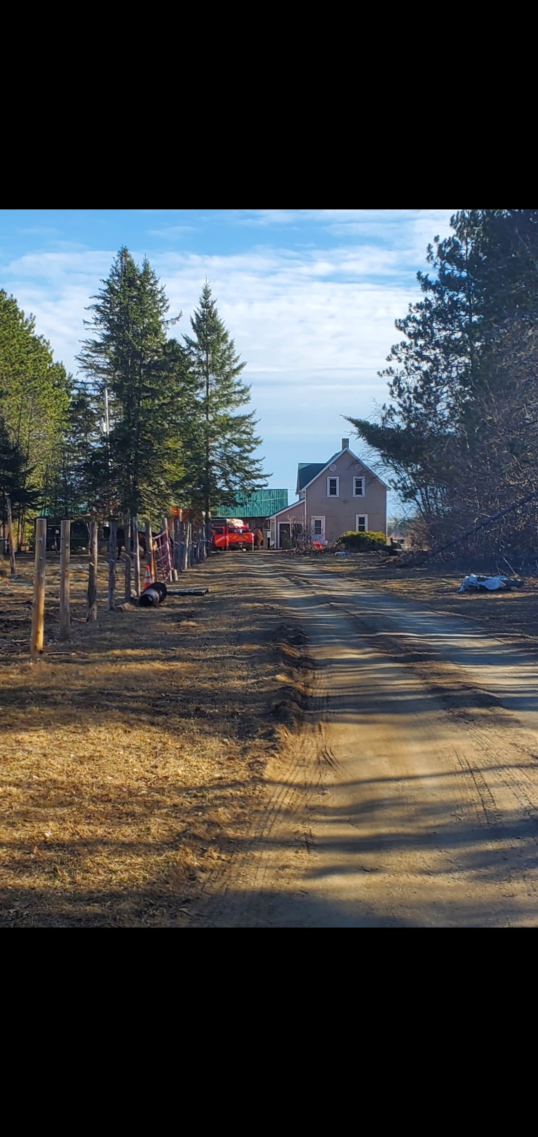 Golden Birch Pasture