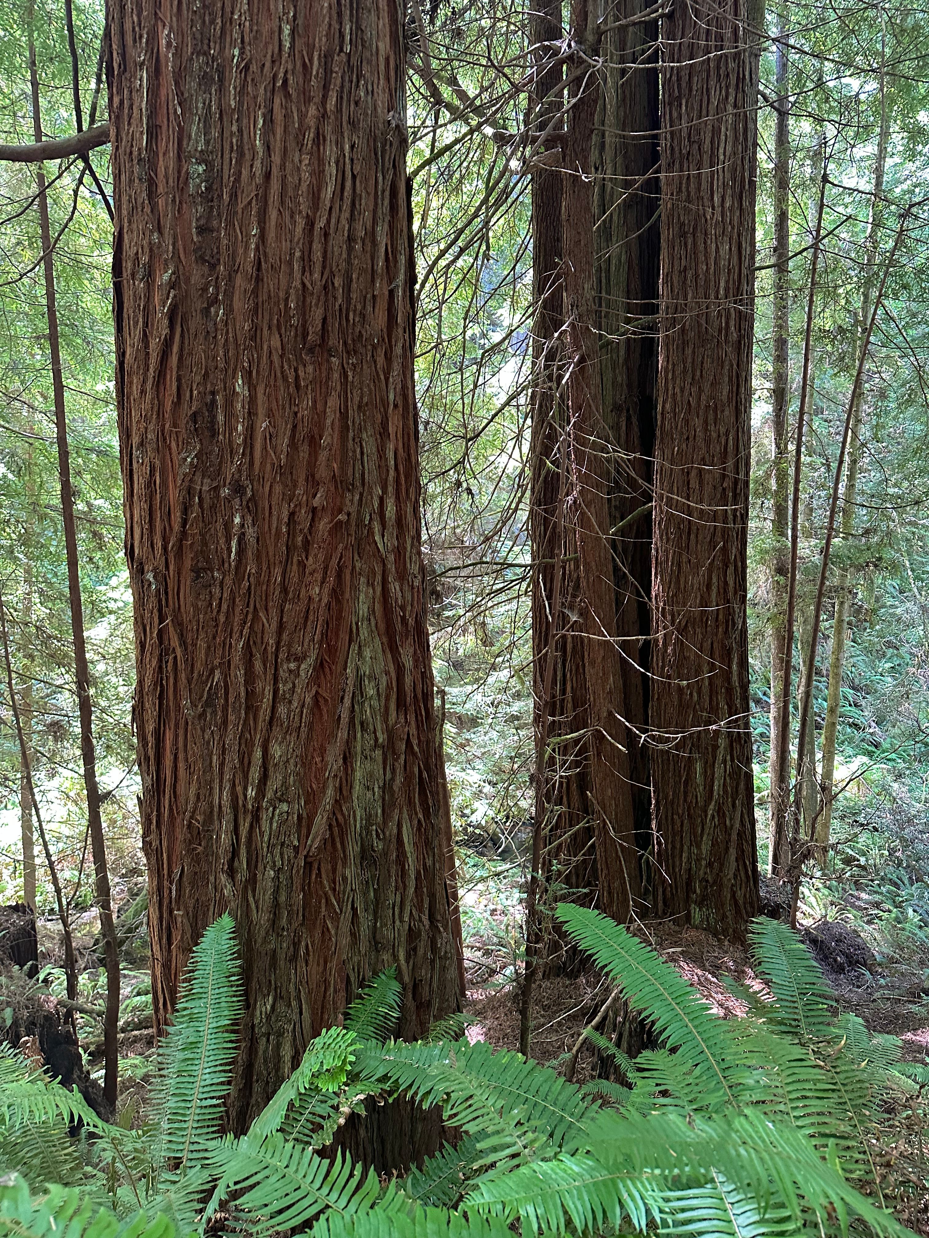 Bigfoot’s Coastal Hideaway