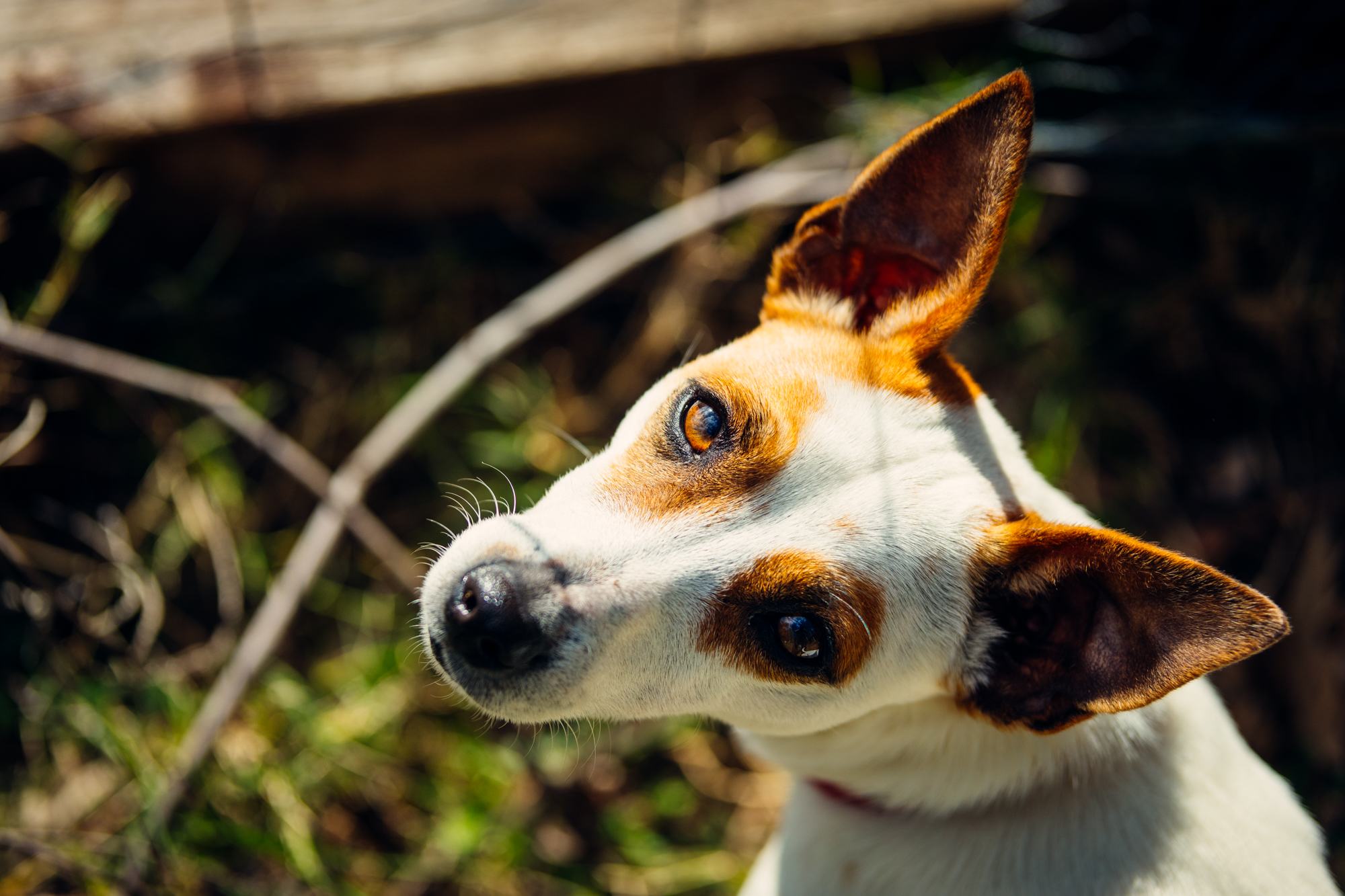 Friendly little dog on the property