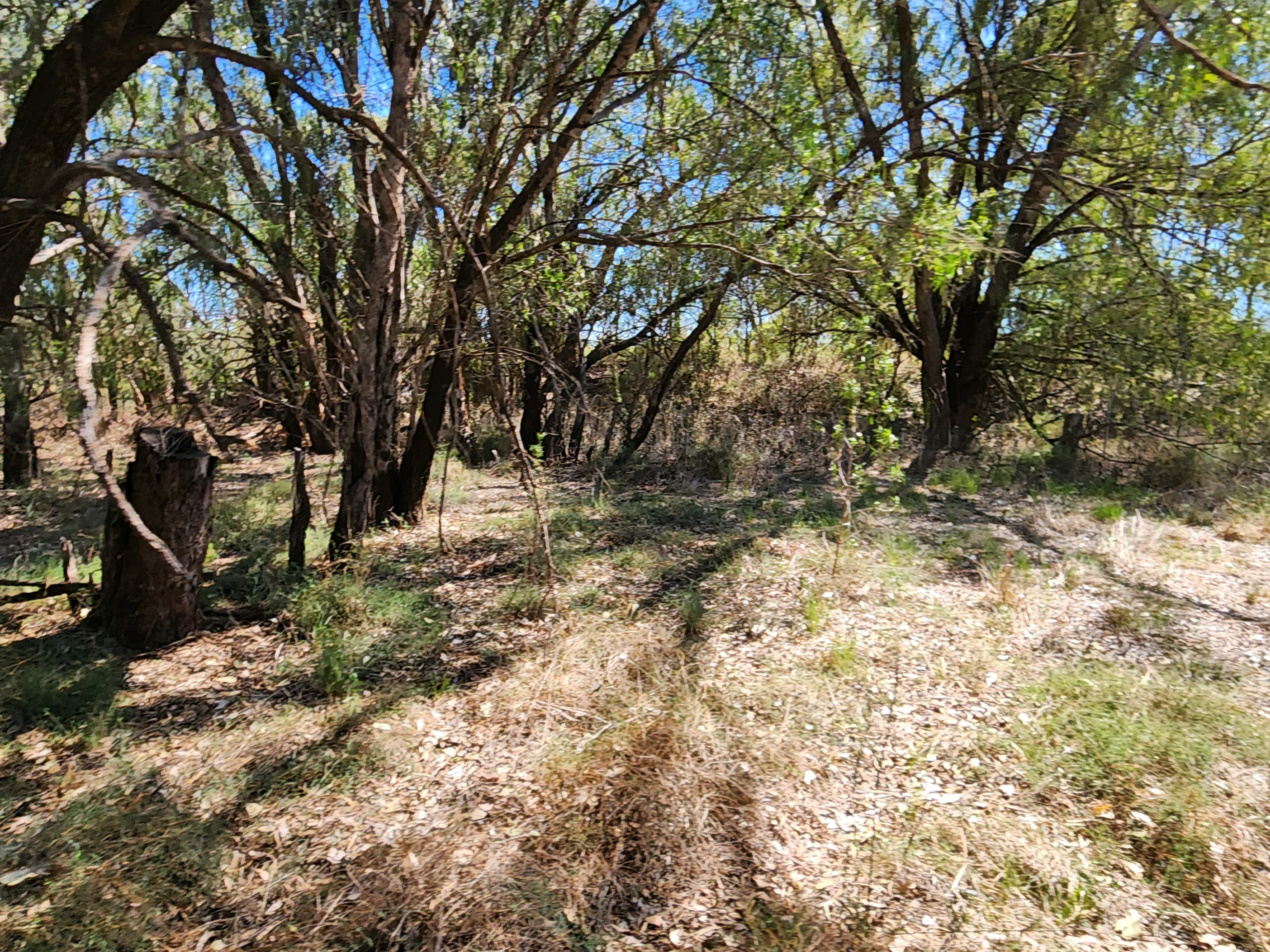Bonnie Downs