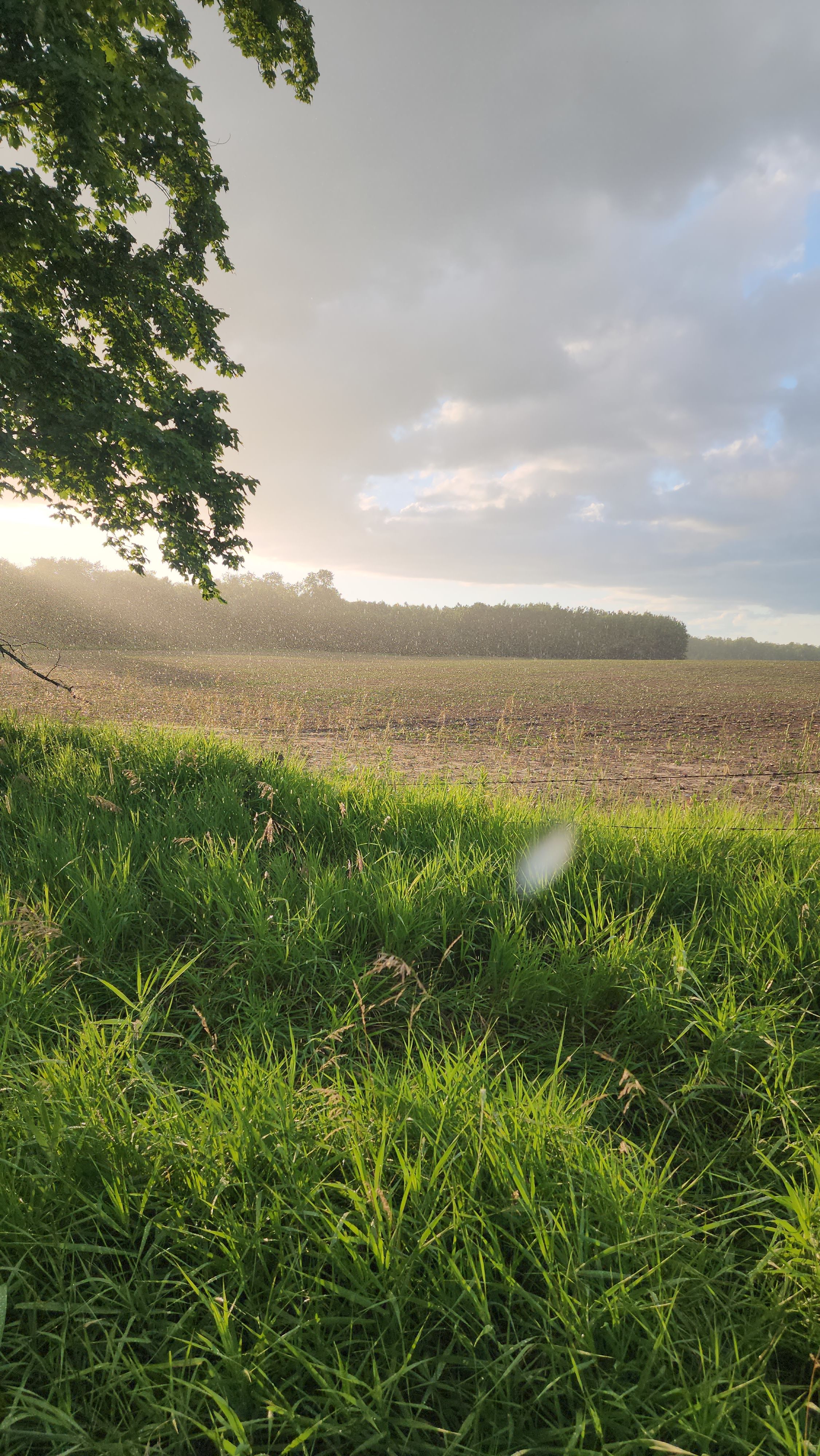 Firefly Field
