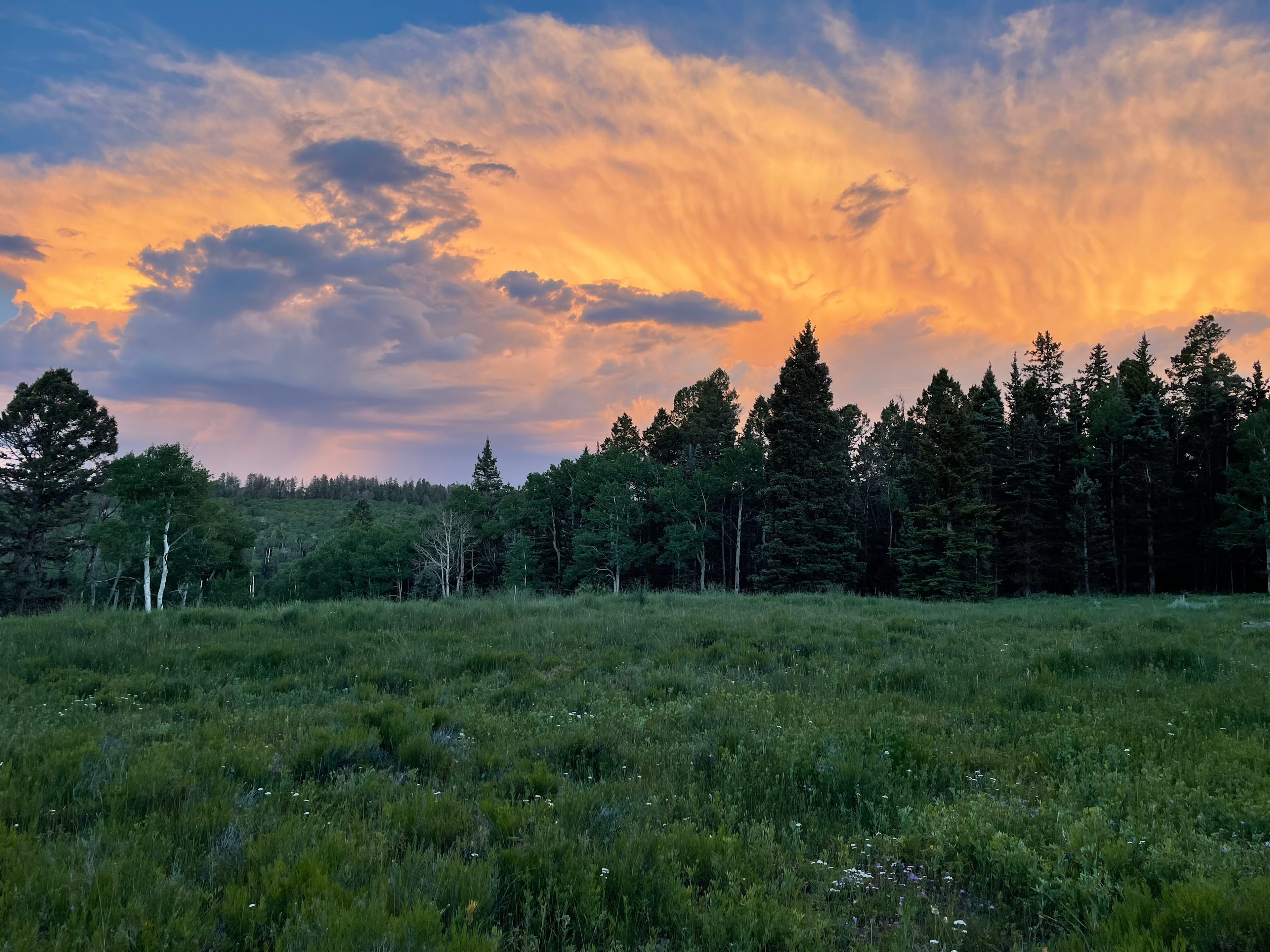 Balsam Bliss