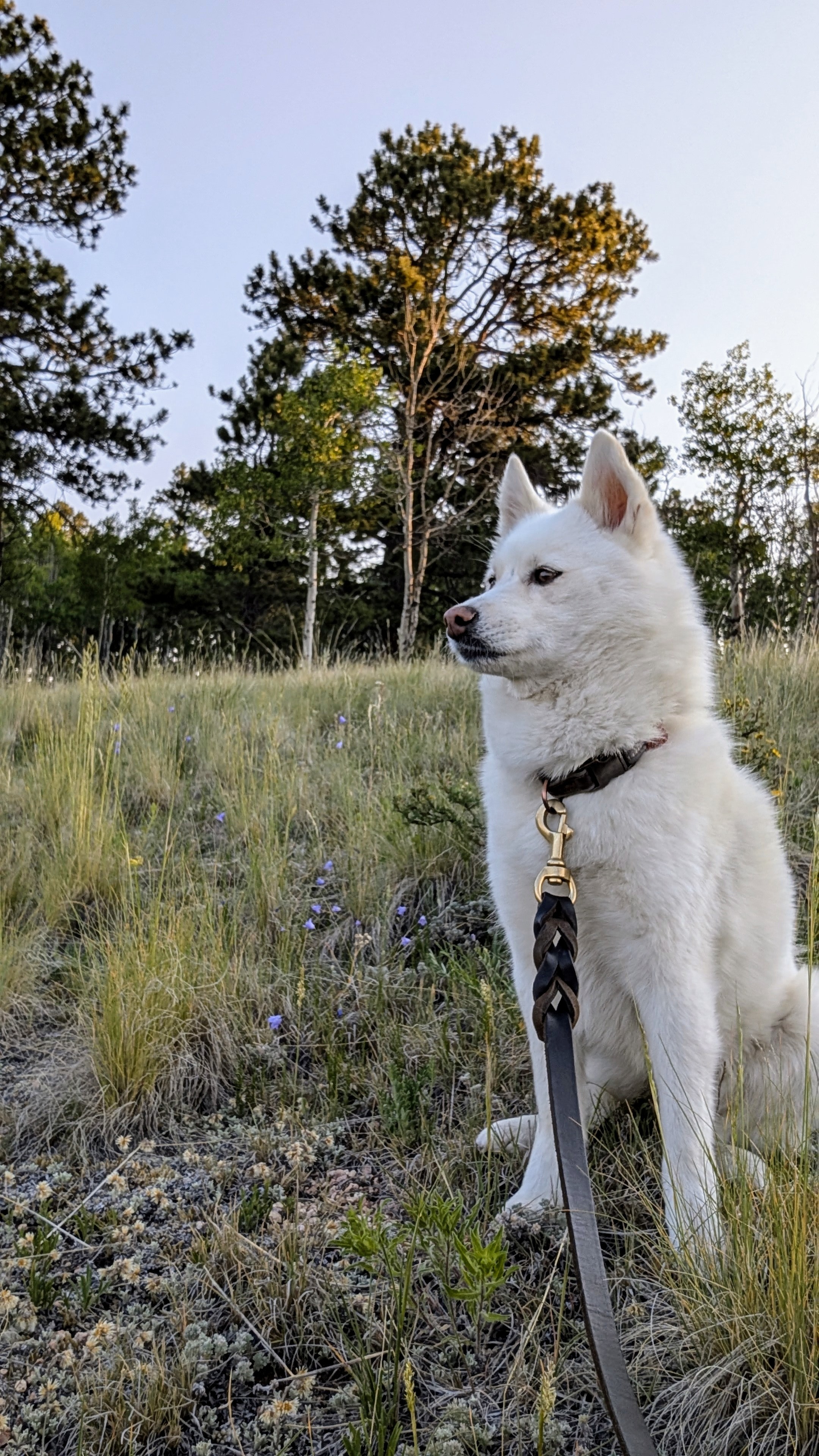 Aspen Valley Campground